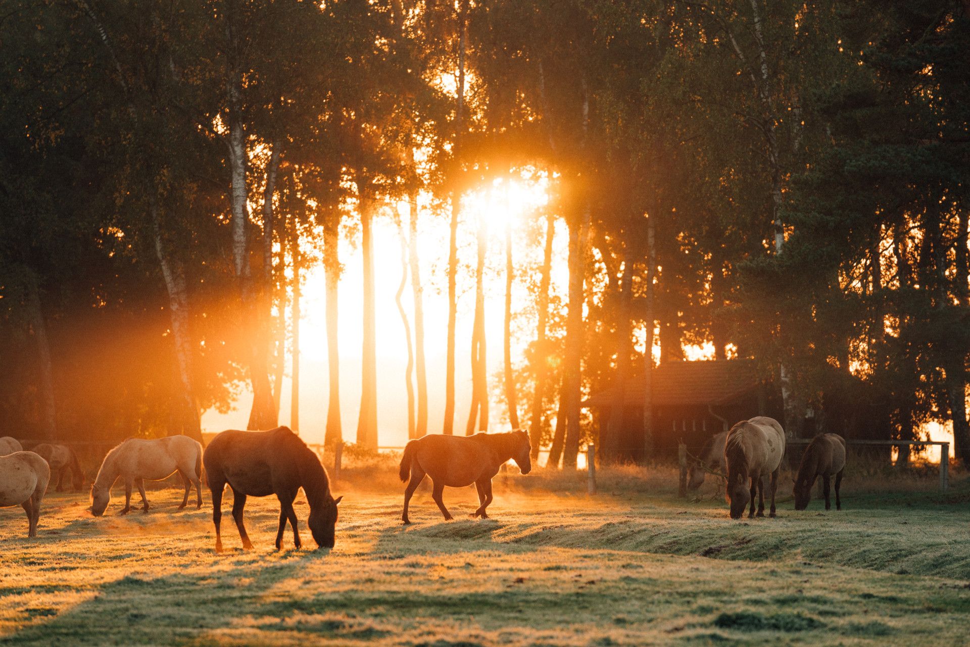Wildpferde grasen im Gegenlicht der aufgehenden Sonne am Waldrand