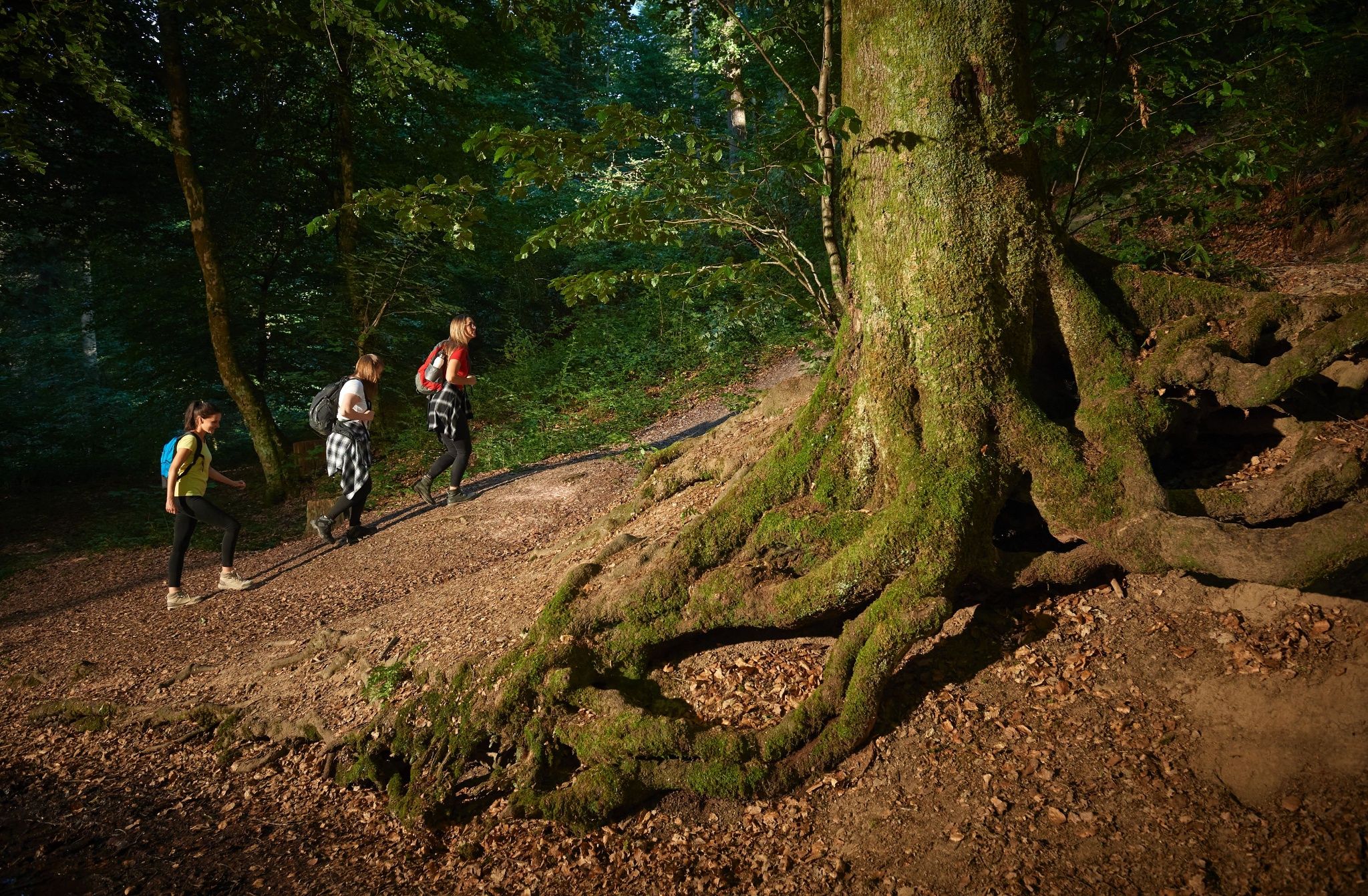 Wandelen bij de rustplaats in het bos van Brombach