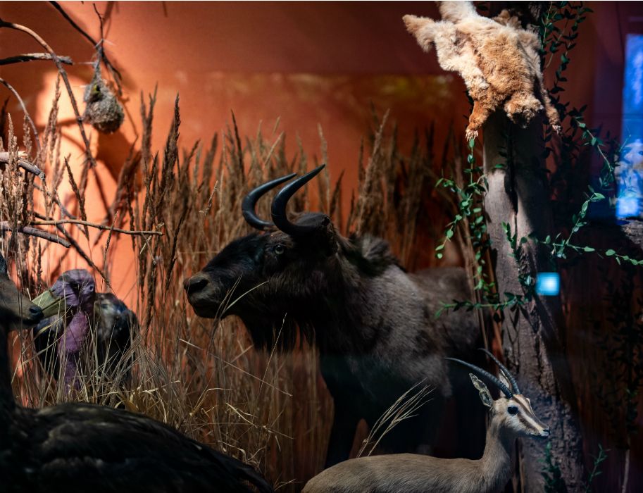 Het oudste natuurhistorische museum in NRW toont ook de exotische dierenwereld van de savannen, regenwouden en poolgebieden.