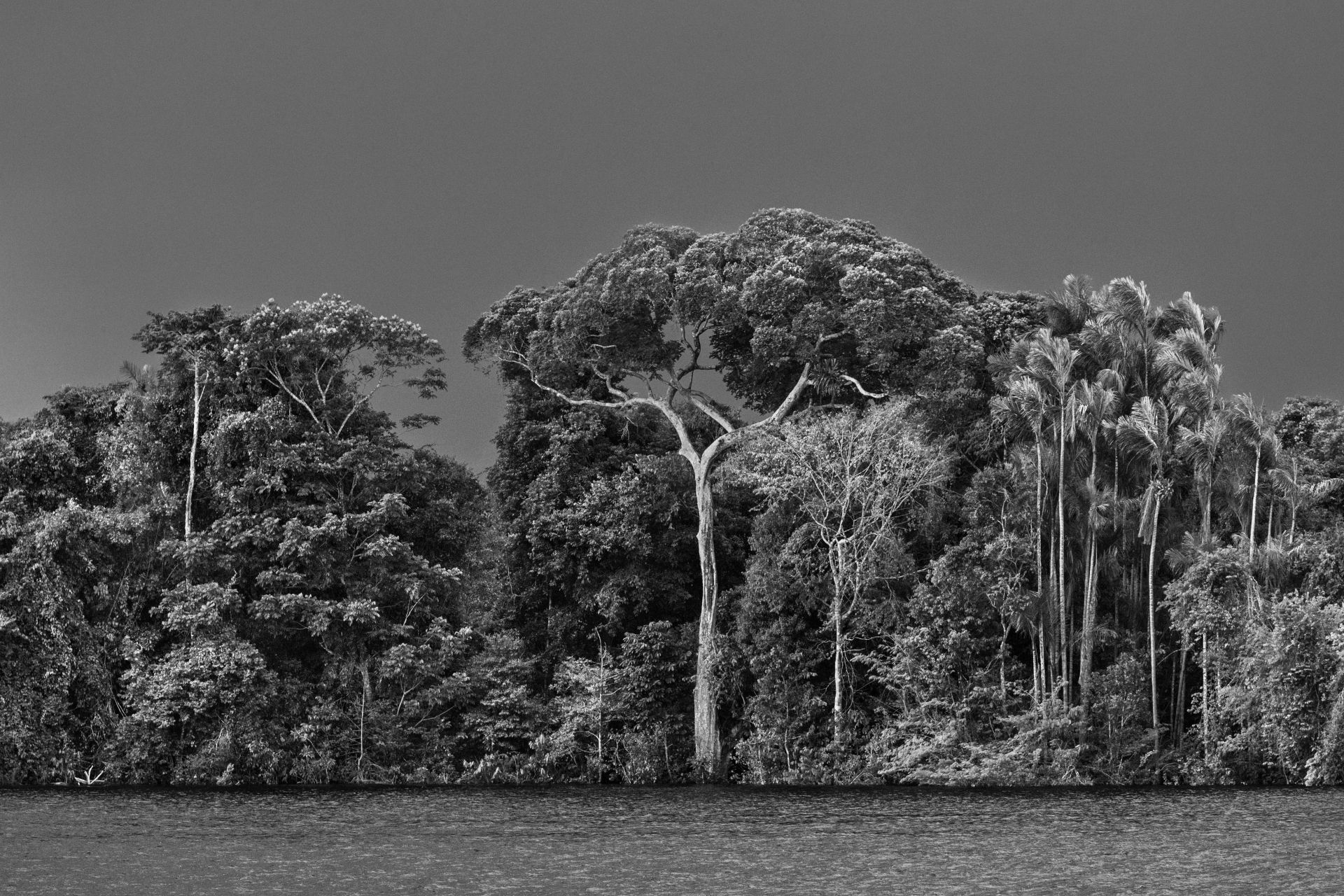 Het grootste regenwoud ter wereld wordt bedreigd door gevaren zoals klimaatverandering