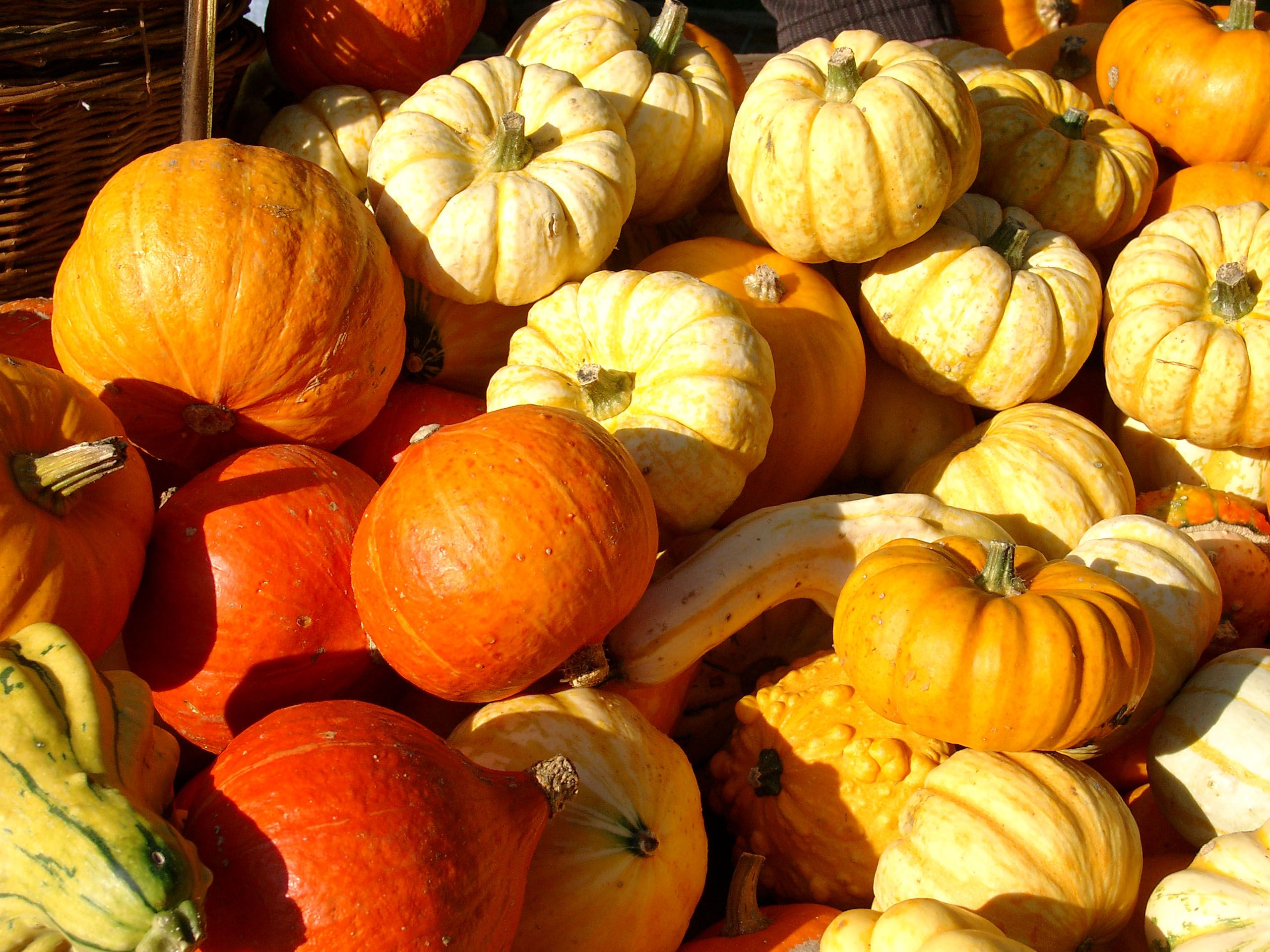 Pompoenen kun je ontdekken tijdens het herfstfestival in het Hagen Openluchtmuseum.
