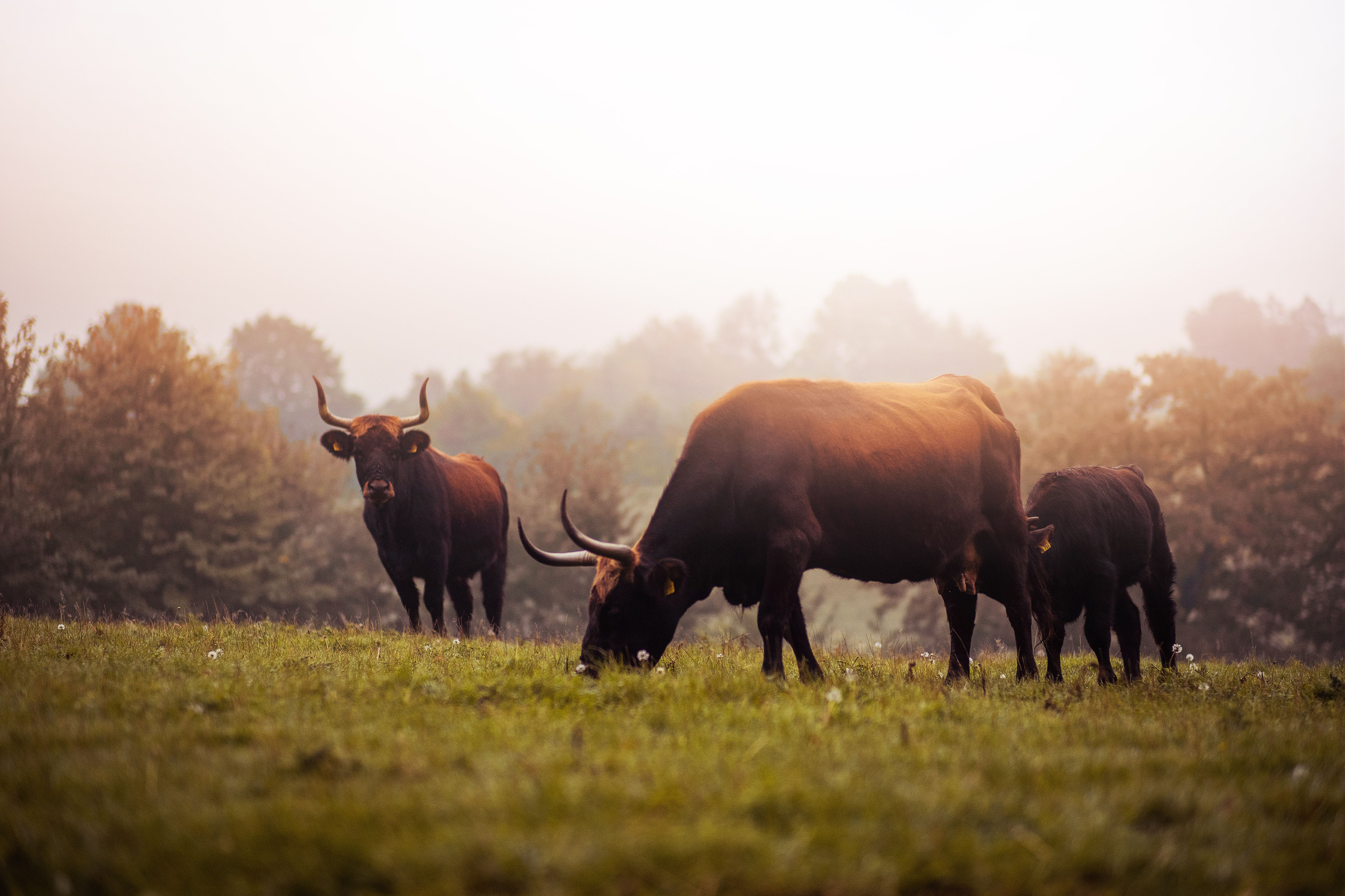 Oerossen in de weide in een wildpark uit de ijstijd