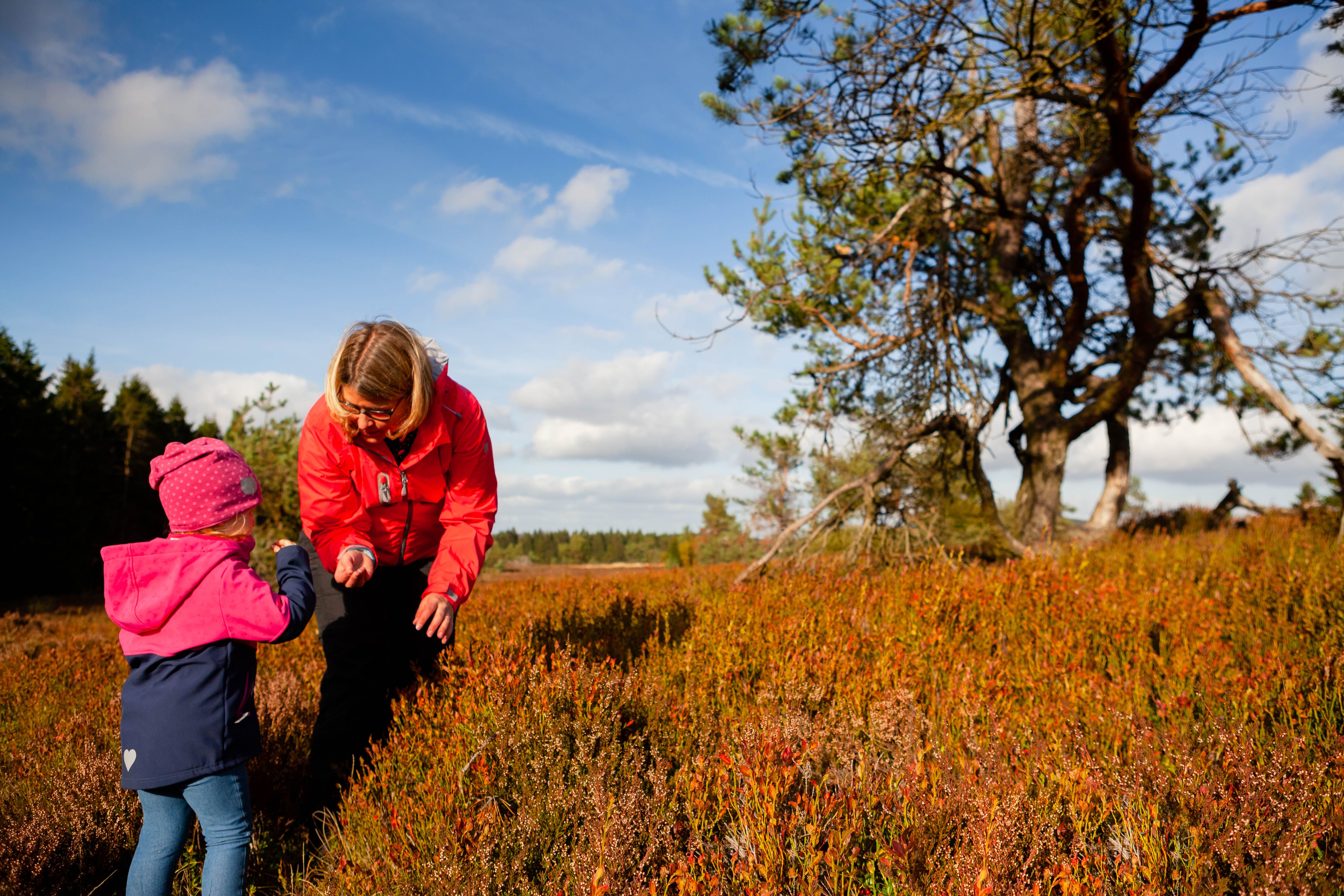 Op stap in het natuurreservaat "Neuer Hagen", waar zich de grootste hooggelegen heide van NRW bevindt