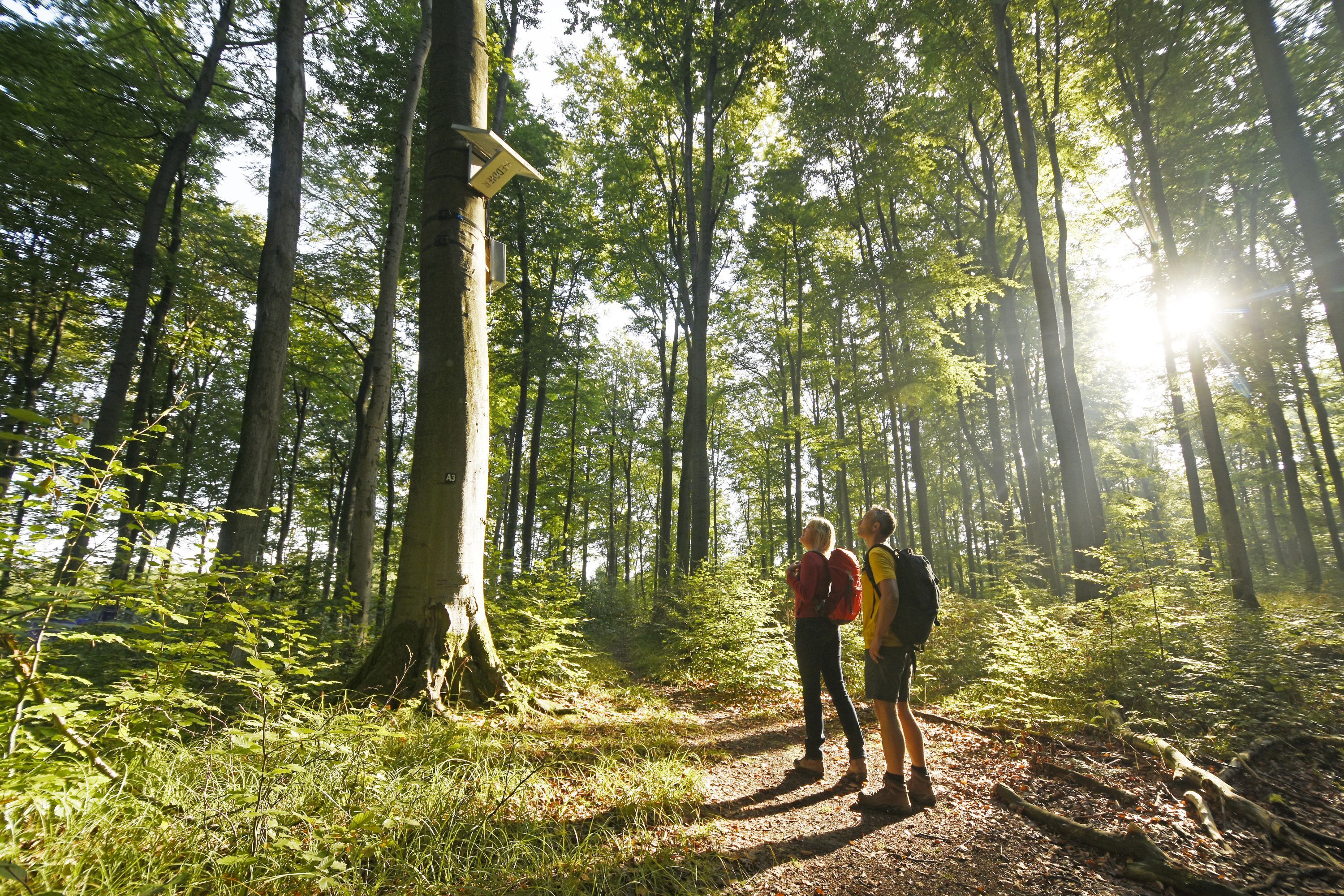 Naar pagina Hermannshöhen - Etappe 13 van Blankenrode naar Obermarsberg