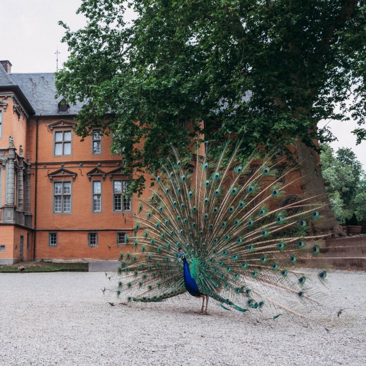 Museum Schloss Rheydt , © Johannes Höhn