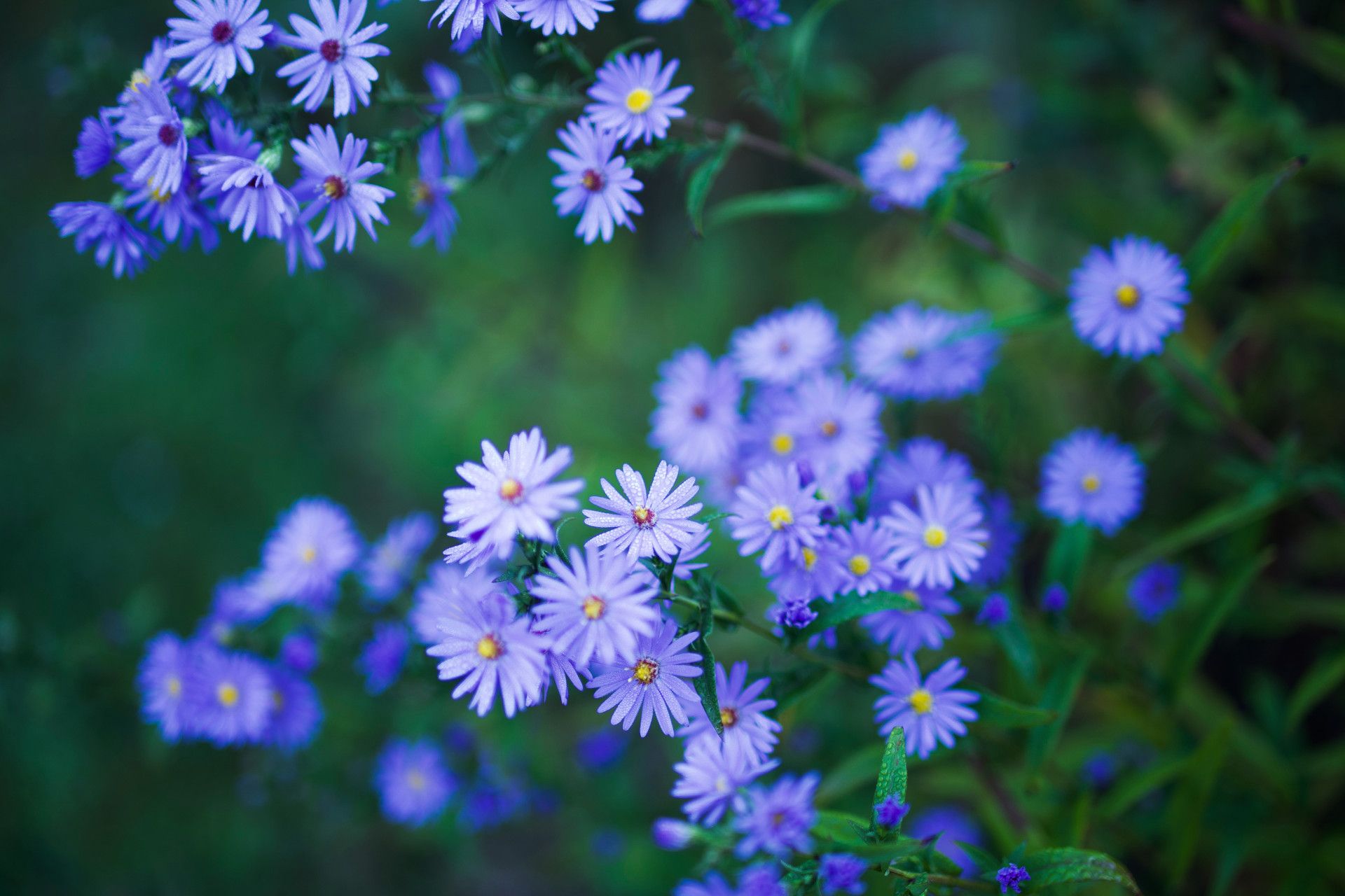 Naar pagina Tuinpark Wassenberg