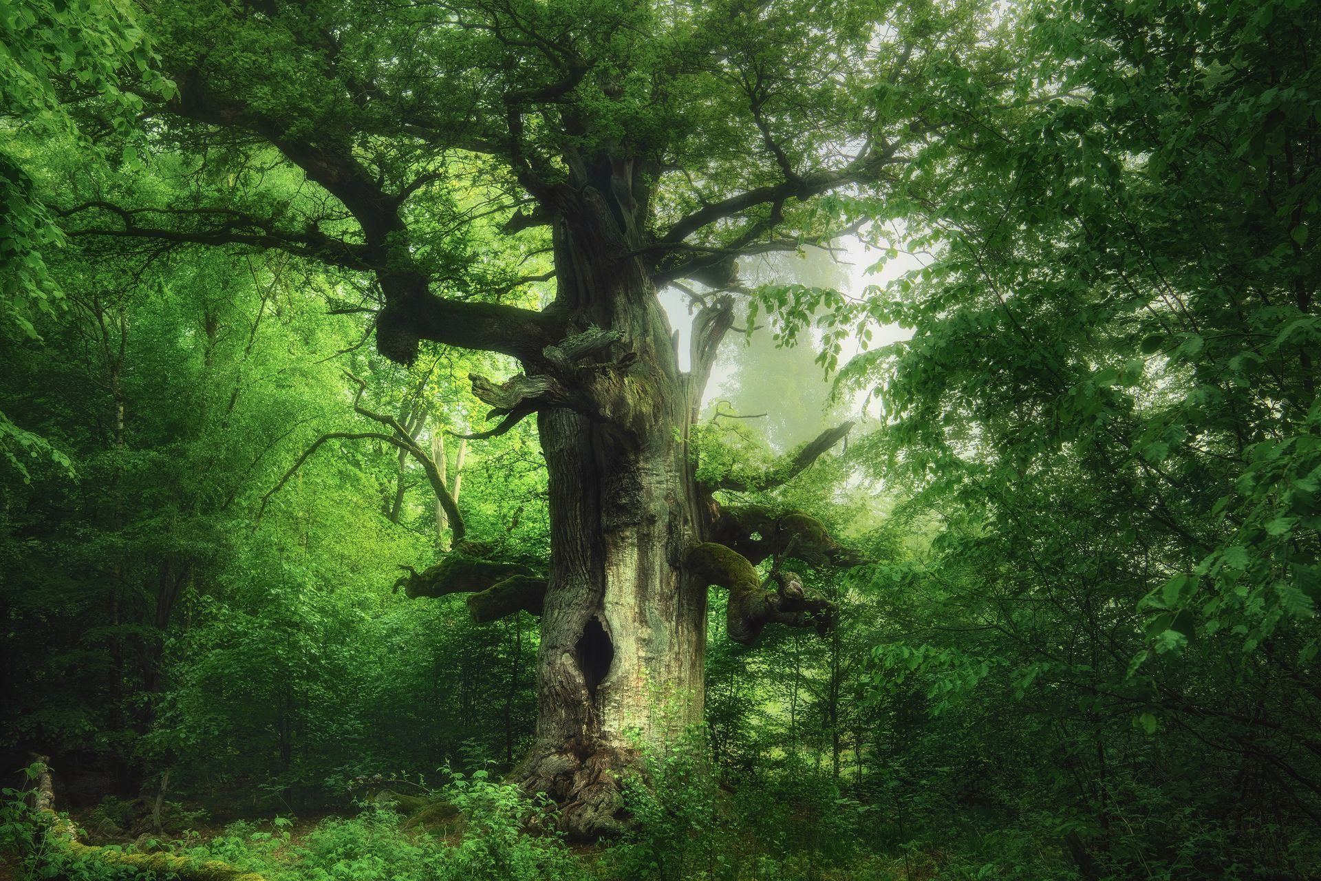 Kilian Schönberger, eiken haard