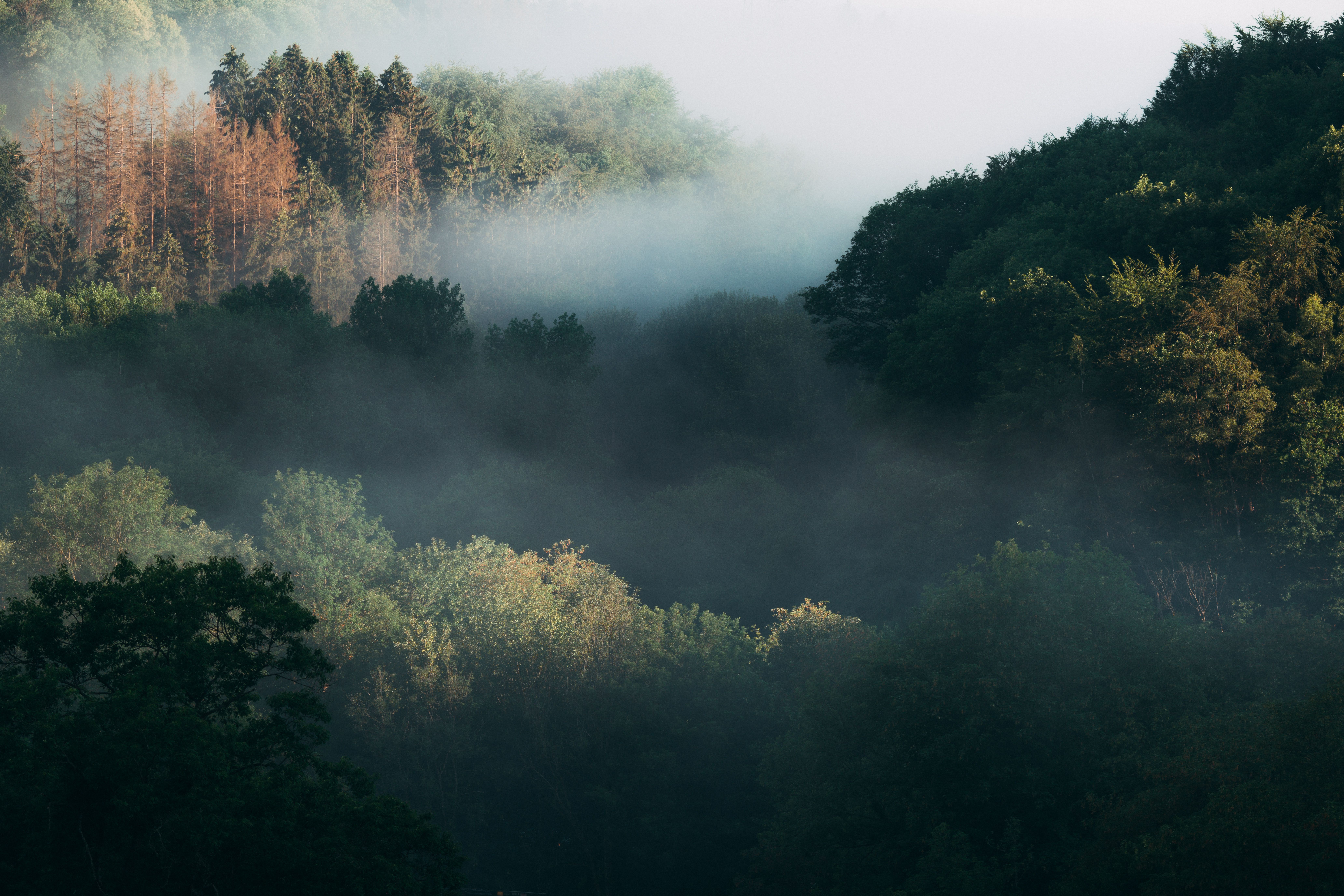 Bossen op de Drie Valleien Tour