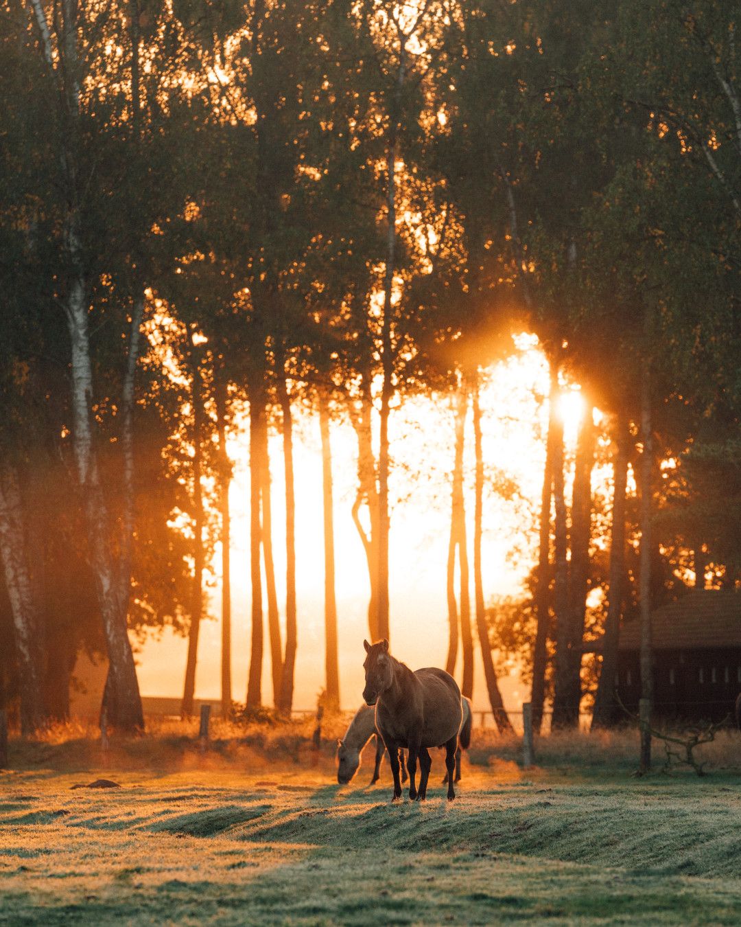 Merfelder Bruch Wildpferde Sonnenaufgang (5) © Leo Thomas, Tourismus NRW e.V.