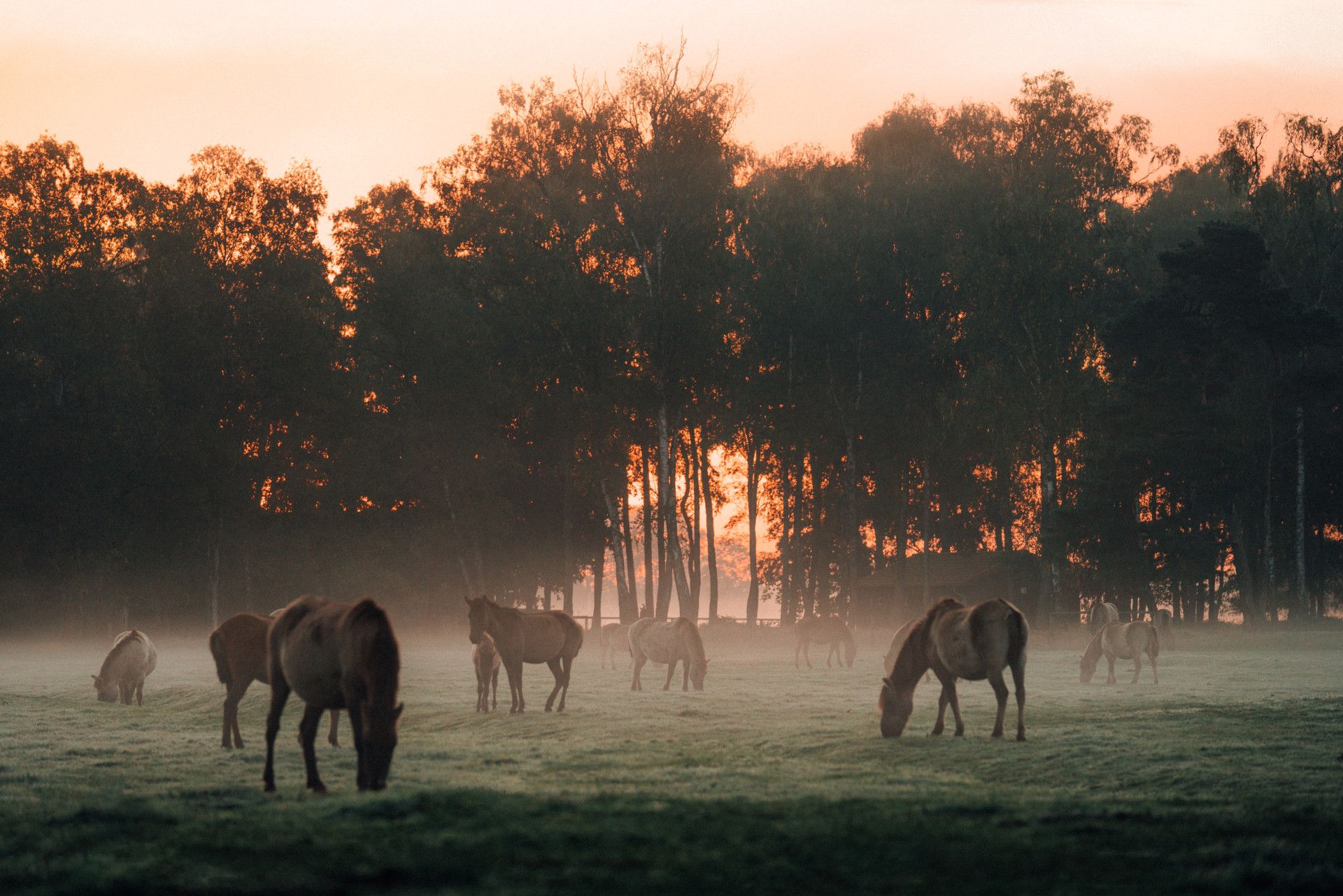 Merfelder Bruch Wildpferde grasen bei aufsteigendem Nebel © Leo Thomas, Tourismus NRW e.V.