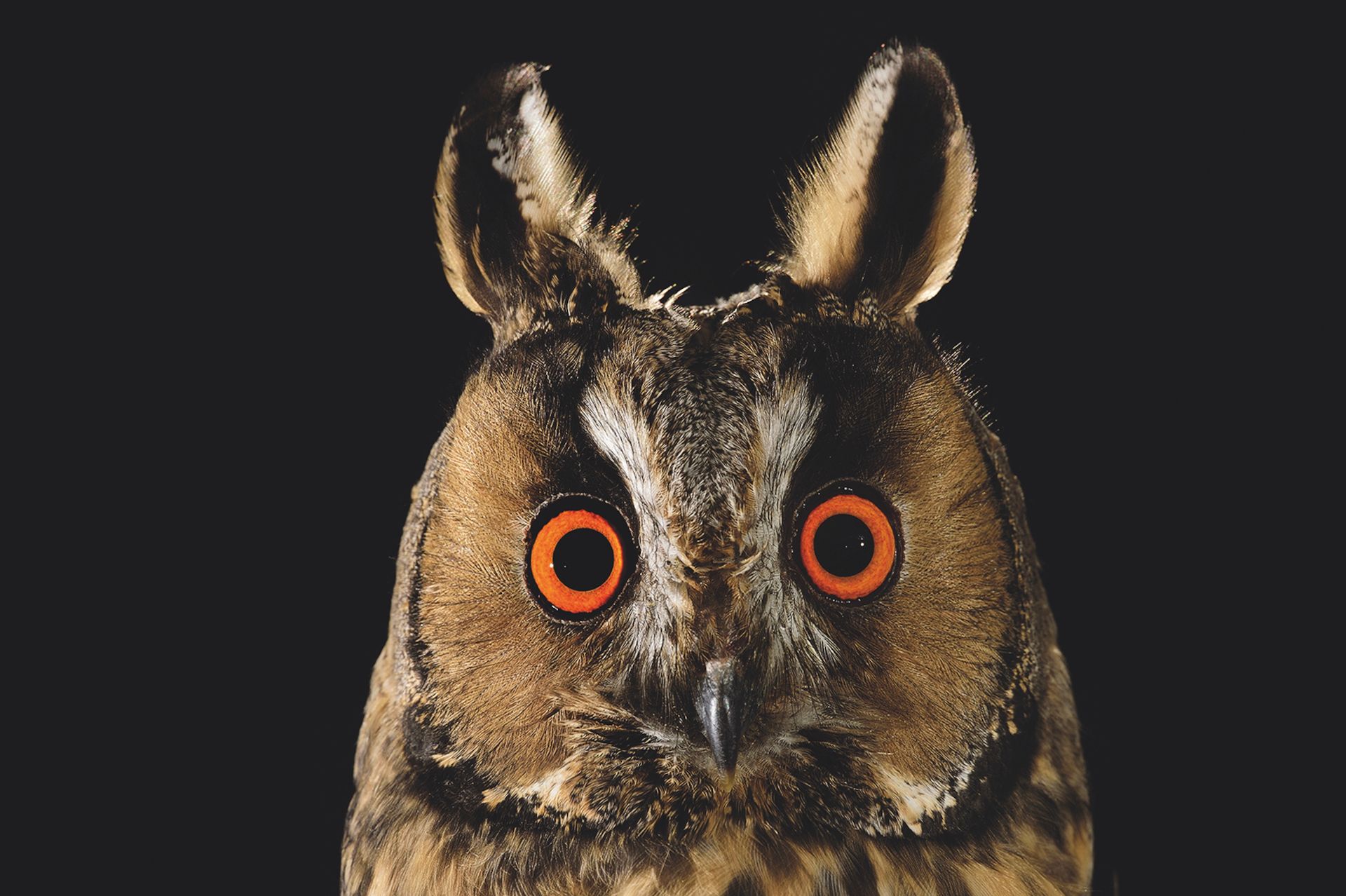 Naar pagina Mythe van het bos