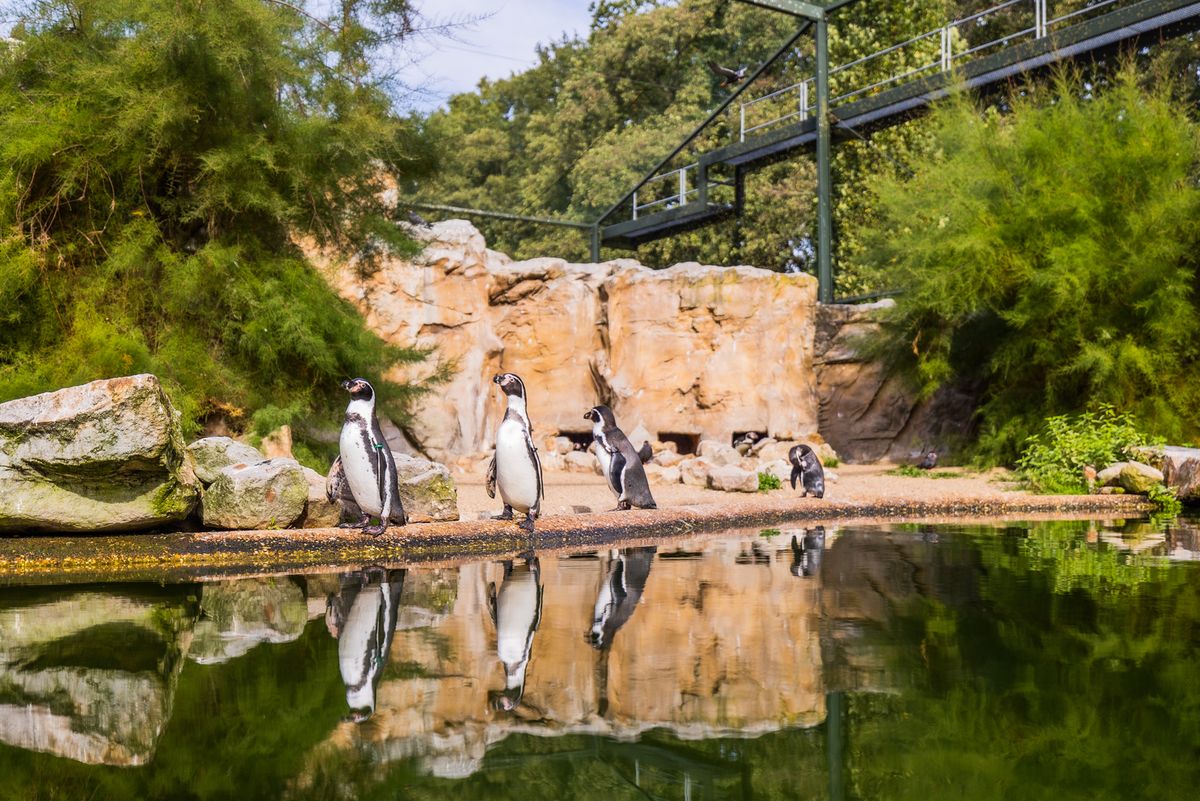 Humboldtpinguïns in Rheine Nature Zoo