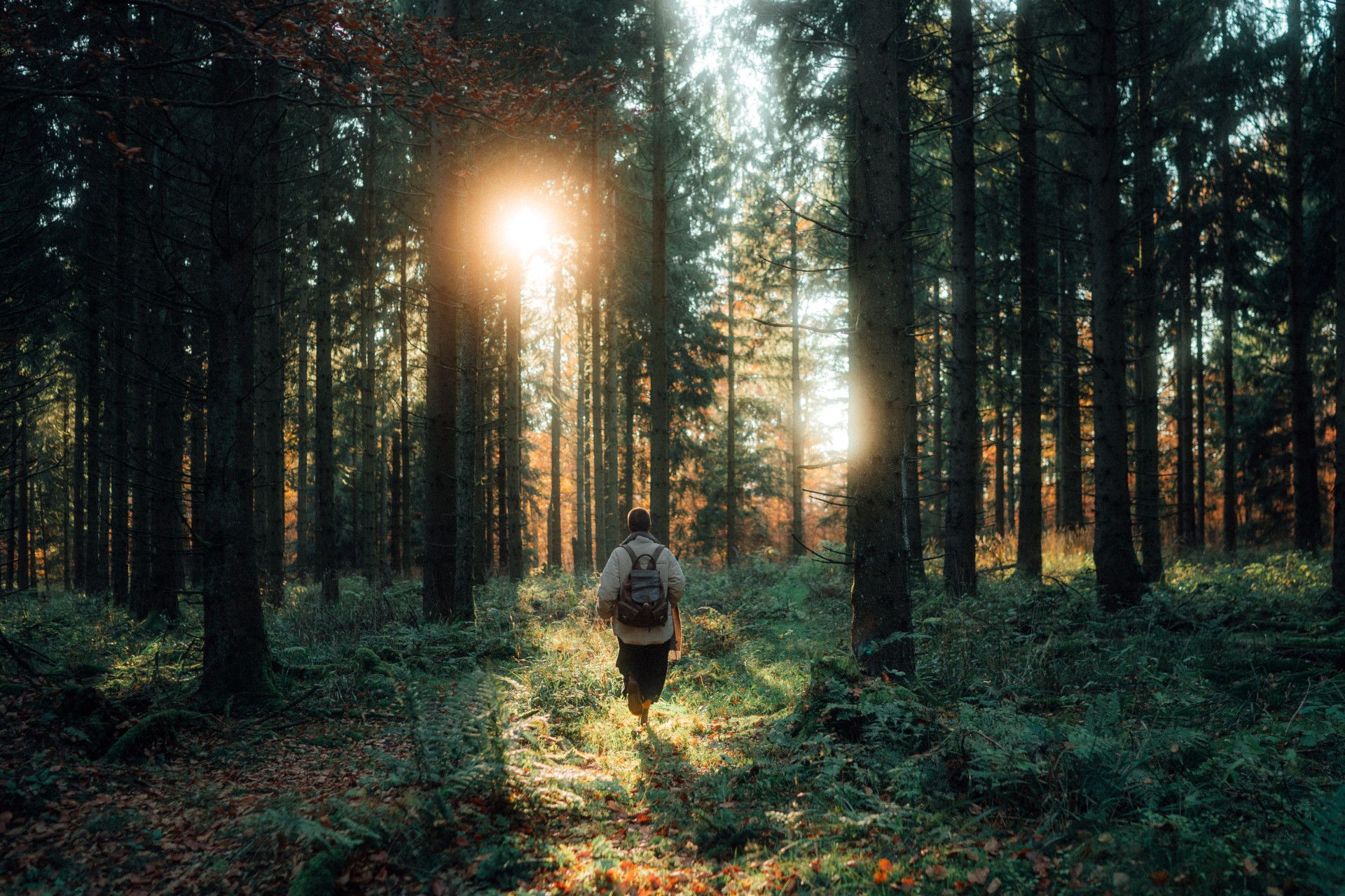 Wandelen in het Teutoburgerwoud