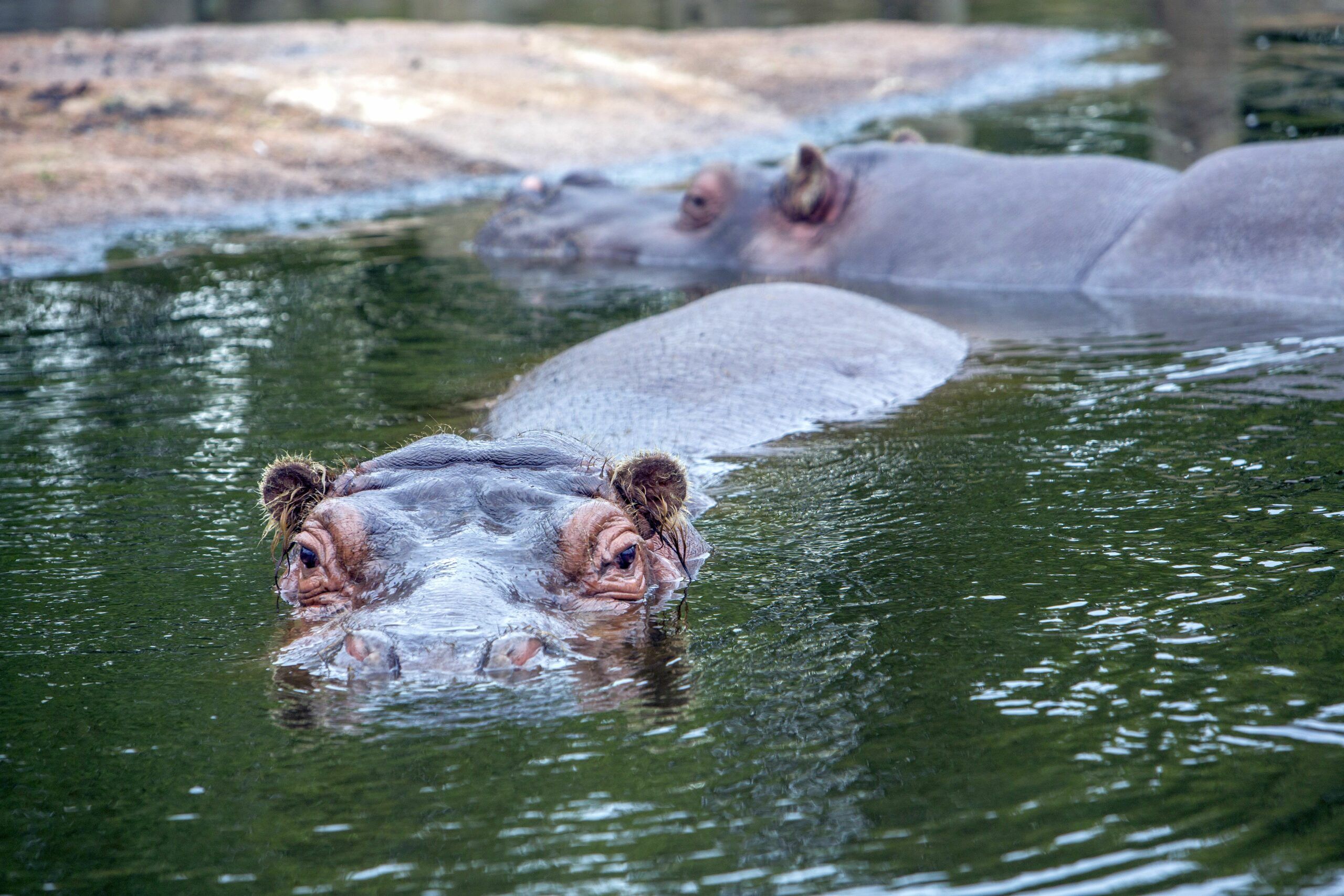 Zoom Erlebniswelt -flusspferd