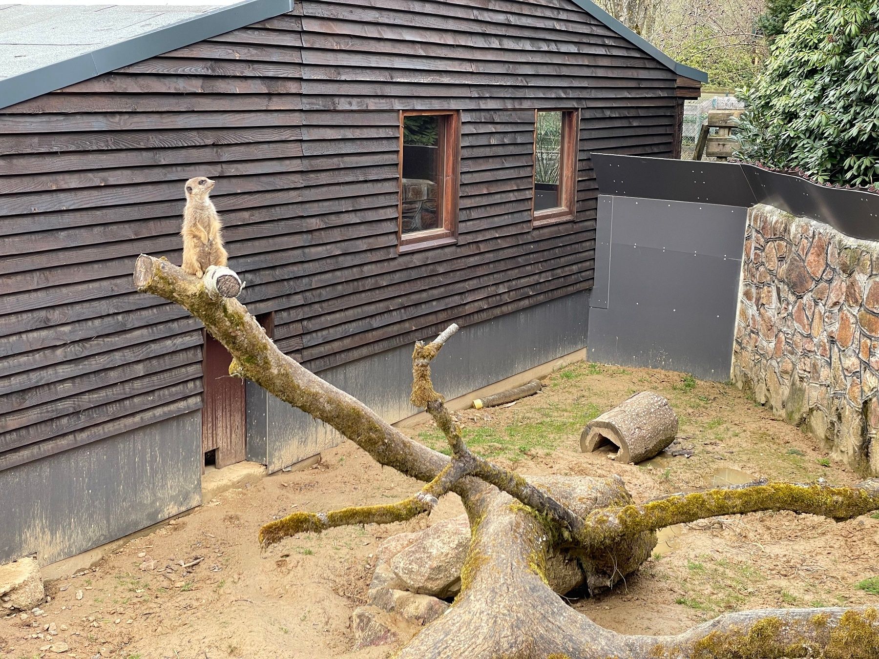 Stokstaartjes in het PanoramaPark