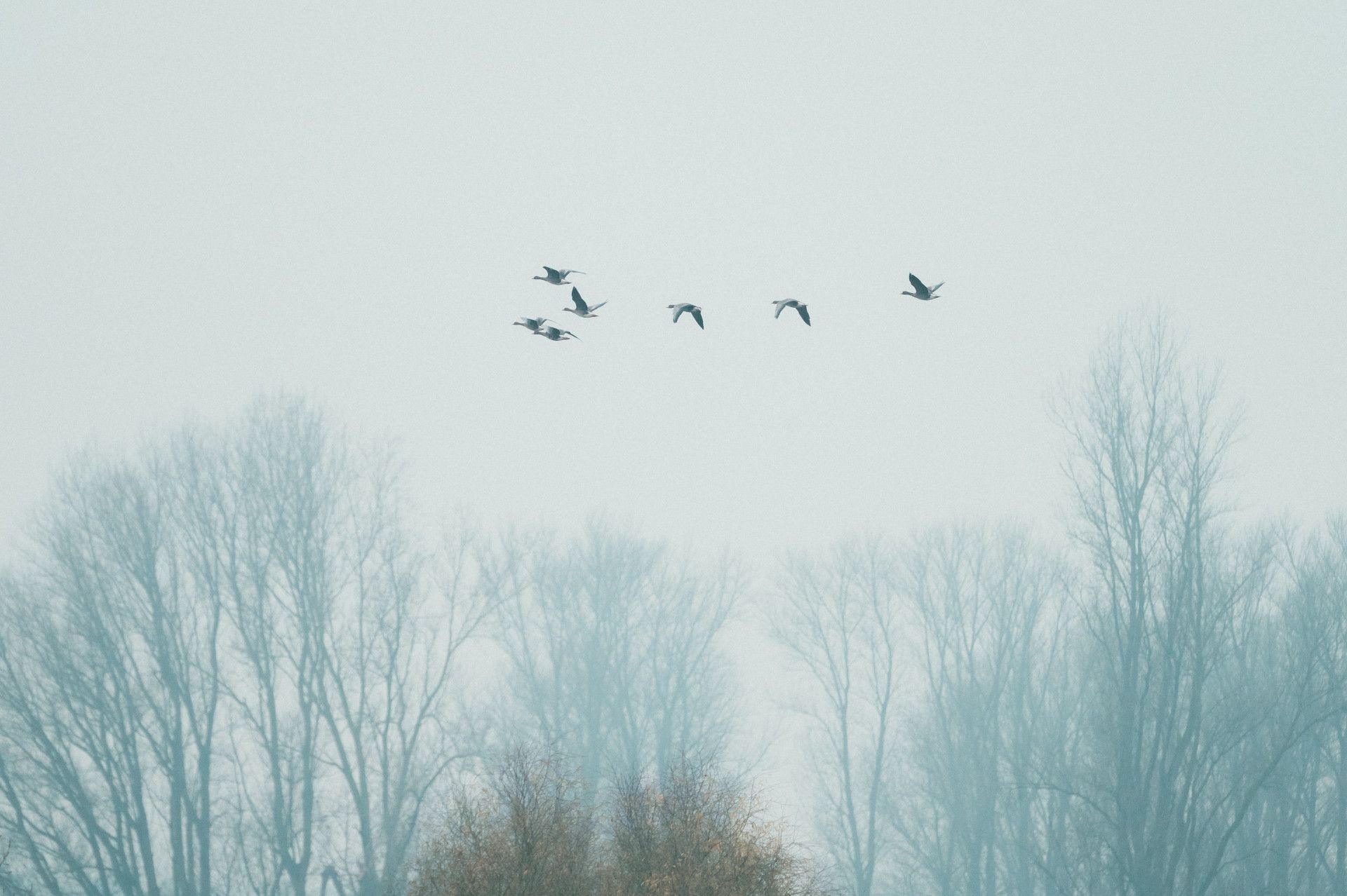 Witkopganzen in vlucht boven Bislicher Insel