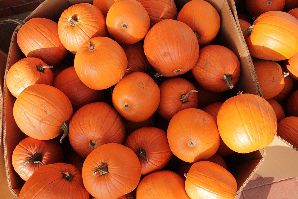 Eén doos is gevuld met oranje pompoenen