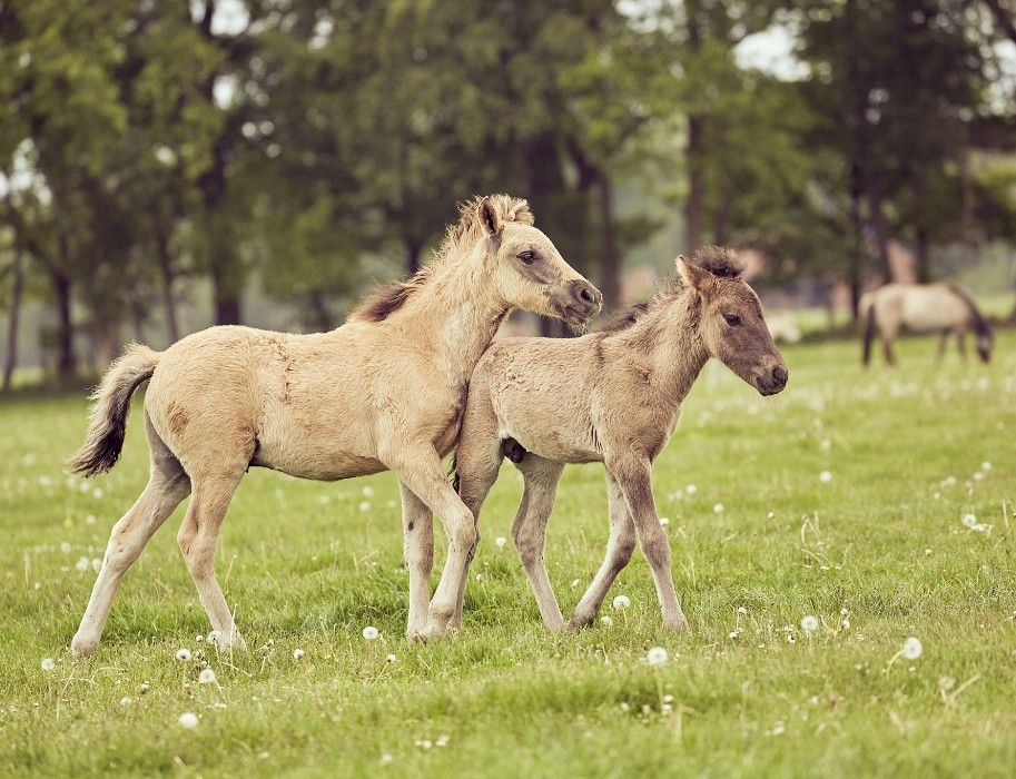 Naar pagina Dülmen Marketing e.V.