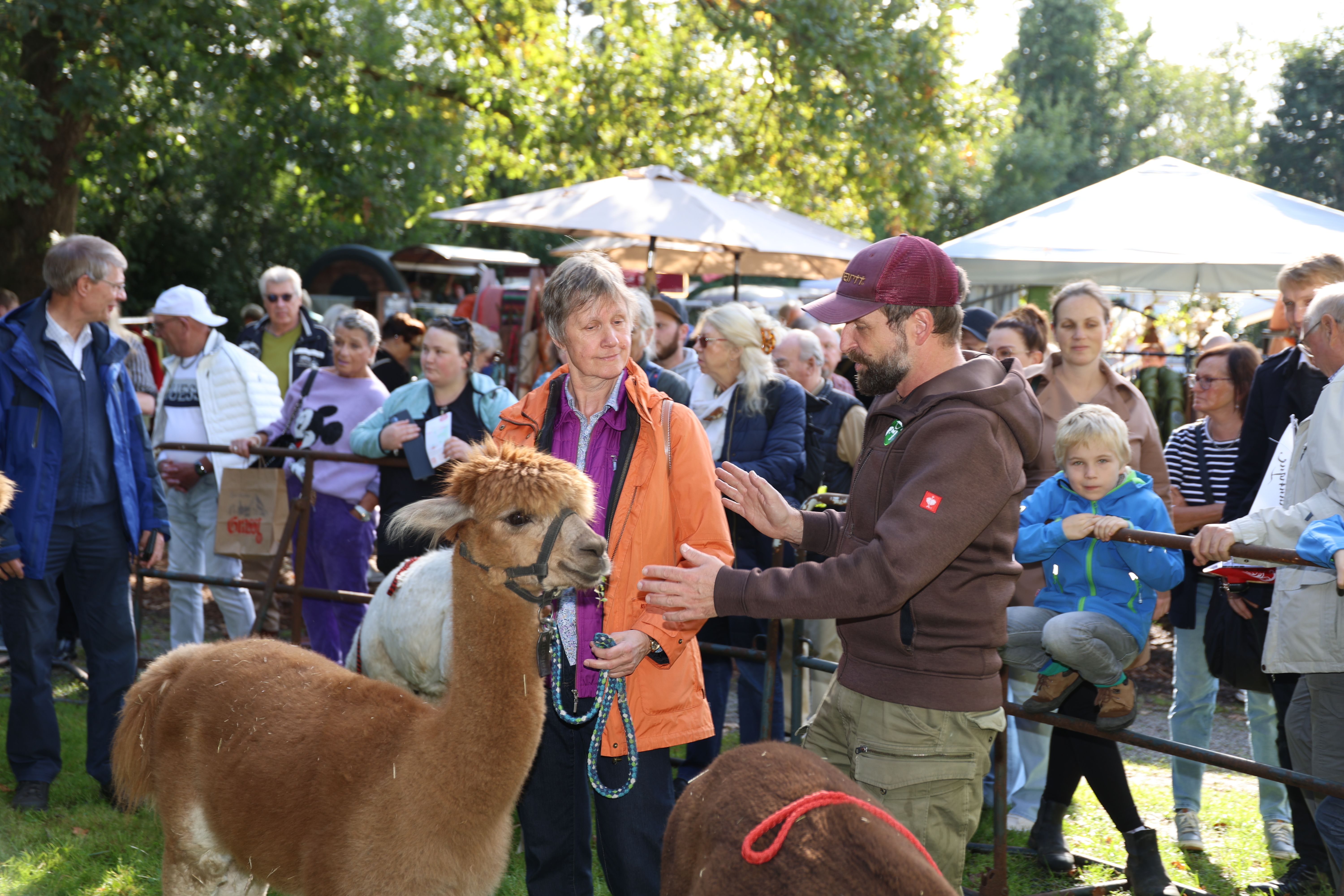 Alpaca's zijn aanwezig op de herfstmarkt van kasteel Eulenbroich.