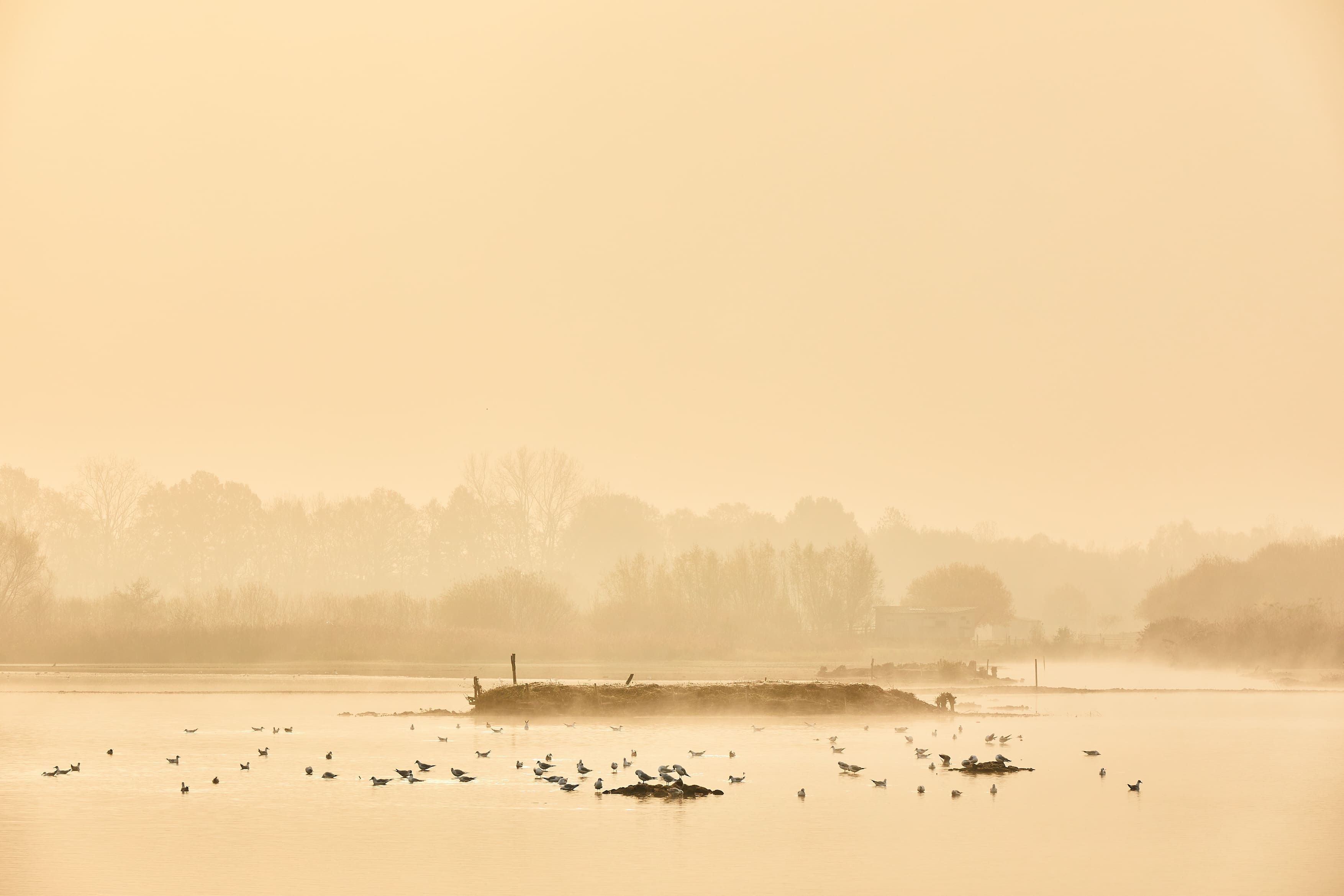 muenster-rieselfelder-winter-1