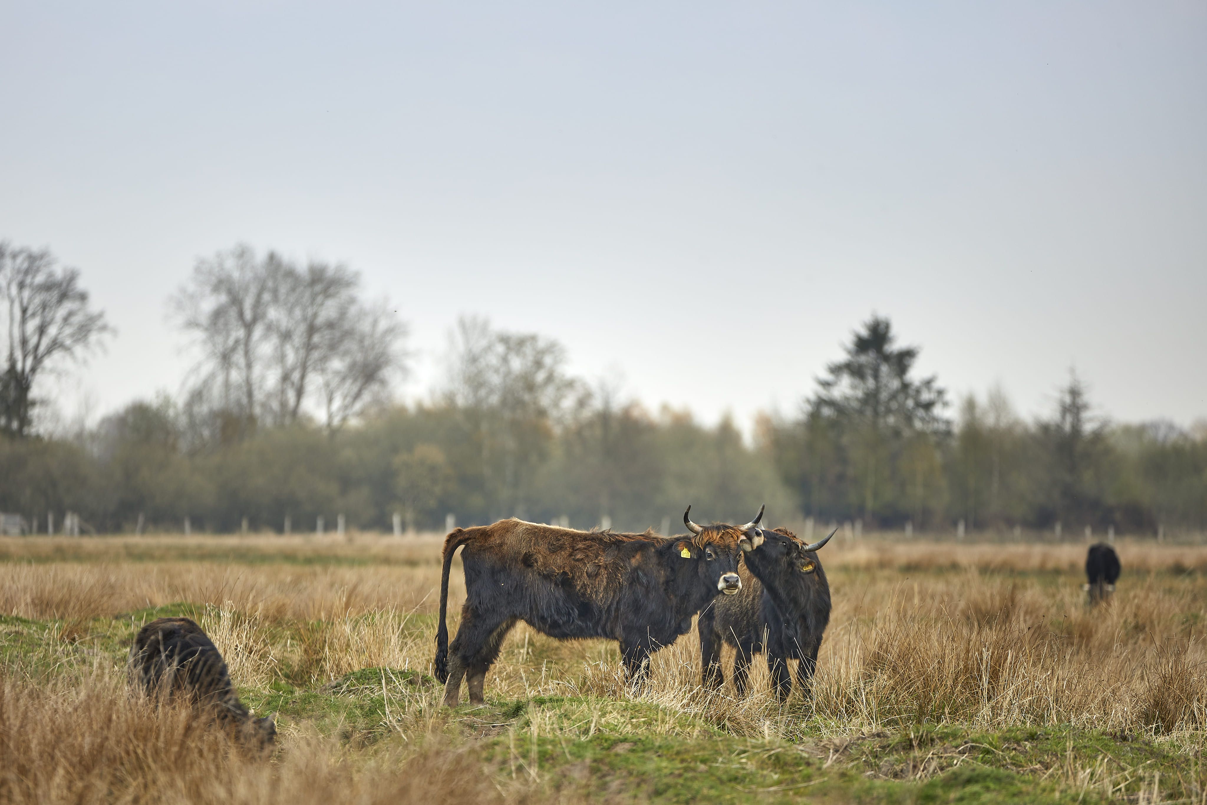 muenster-rieselfelder-koeien