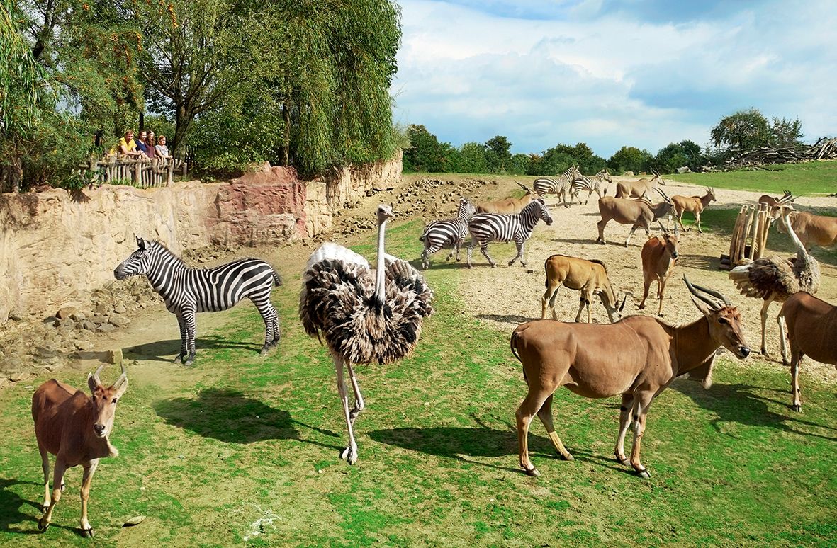 Zebras gehege