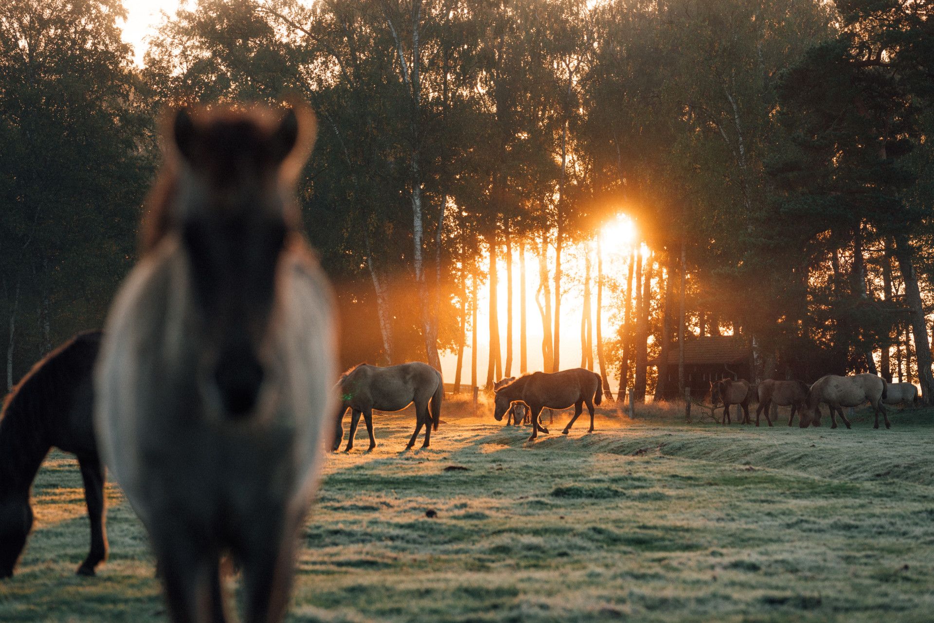 Merfelder Bruch Wildpferde Sonnenaufgang (4) © Leo Thomas, Tourismus NRW e.V.