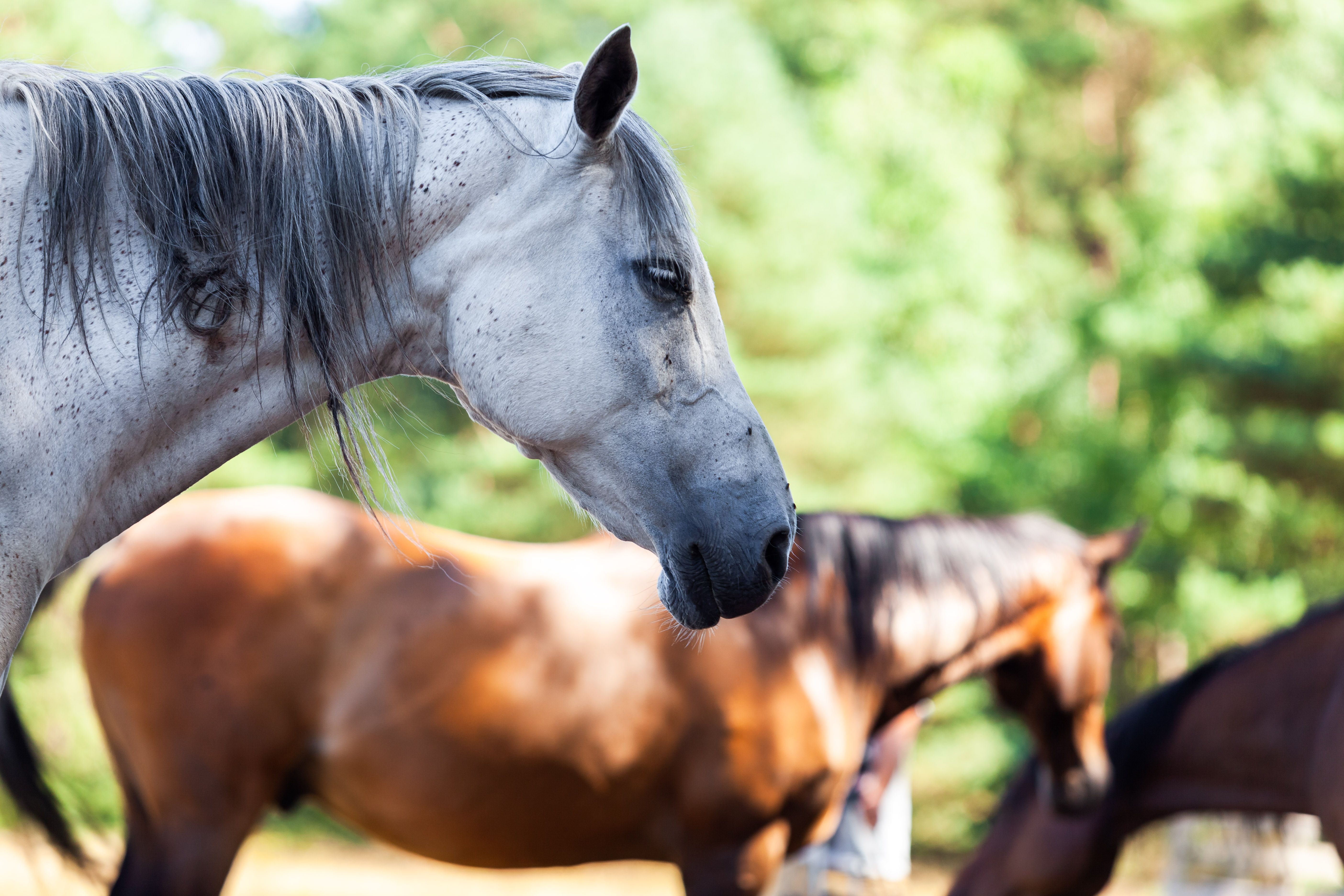 Wilde paarden, Teutoburgerwoud