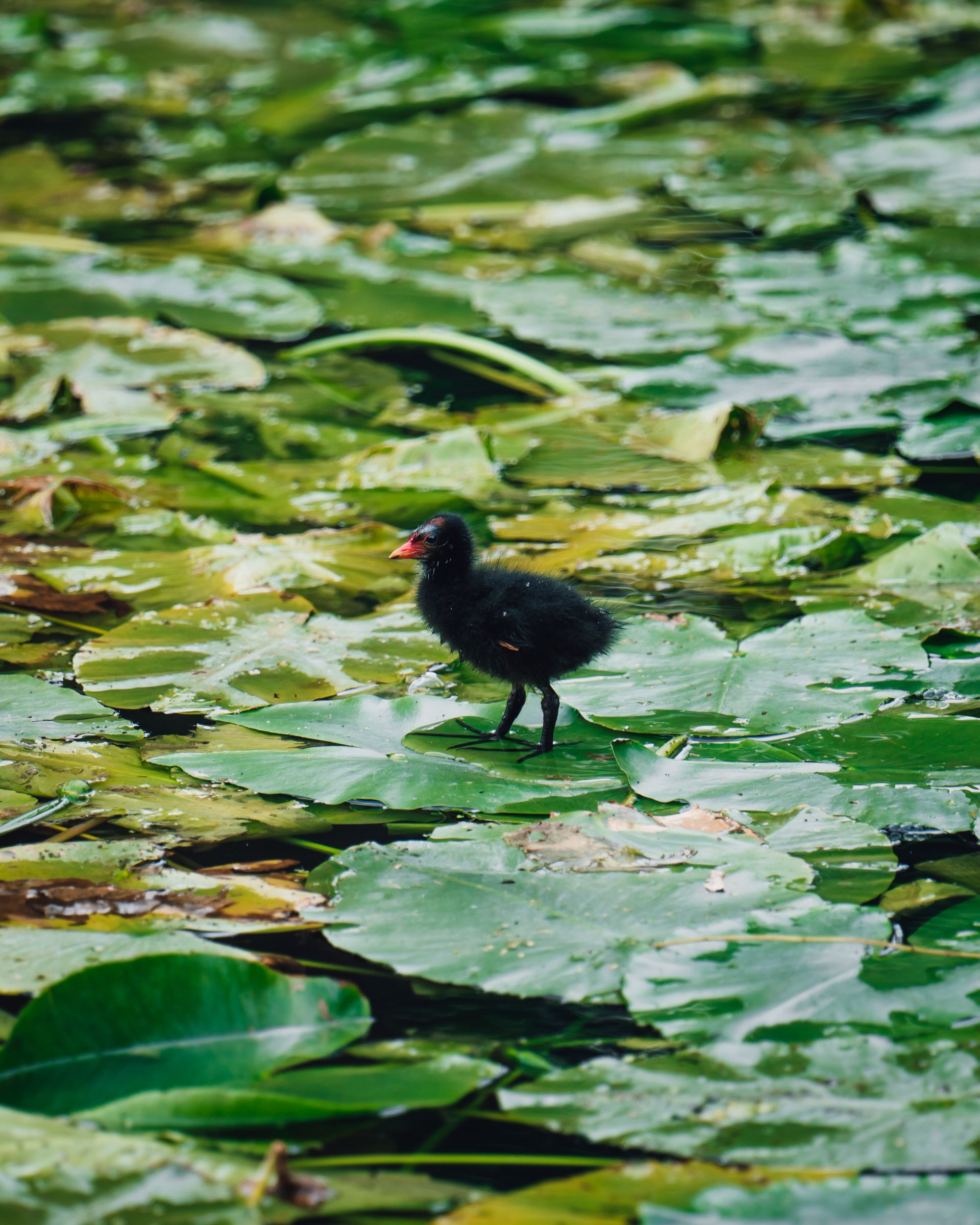 Schloss Paffendorf Vogel auf einer Seerose am © Leo Thomas, Tourismus NRW e.V.