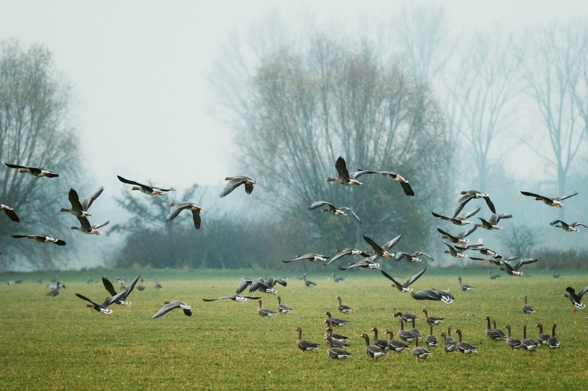 Witpootganzen in vlucht op Bislicher Insel