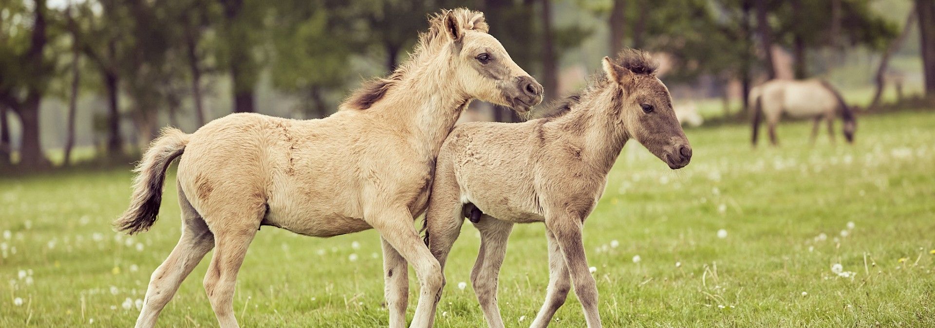 Wilde paarden uit Dülmen