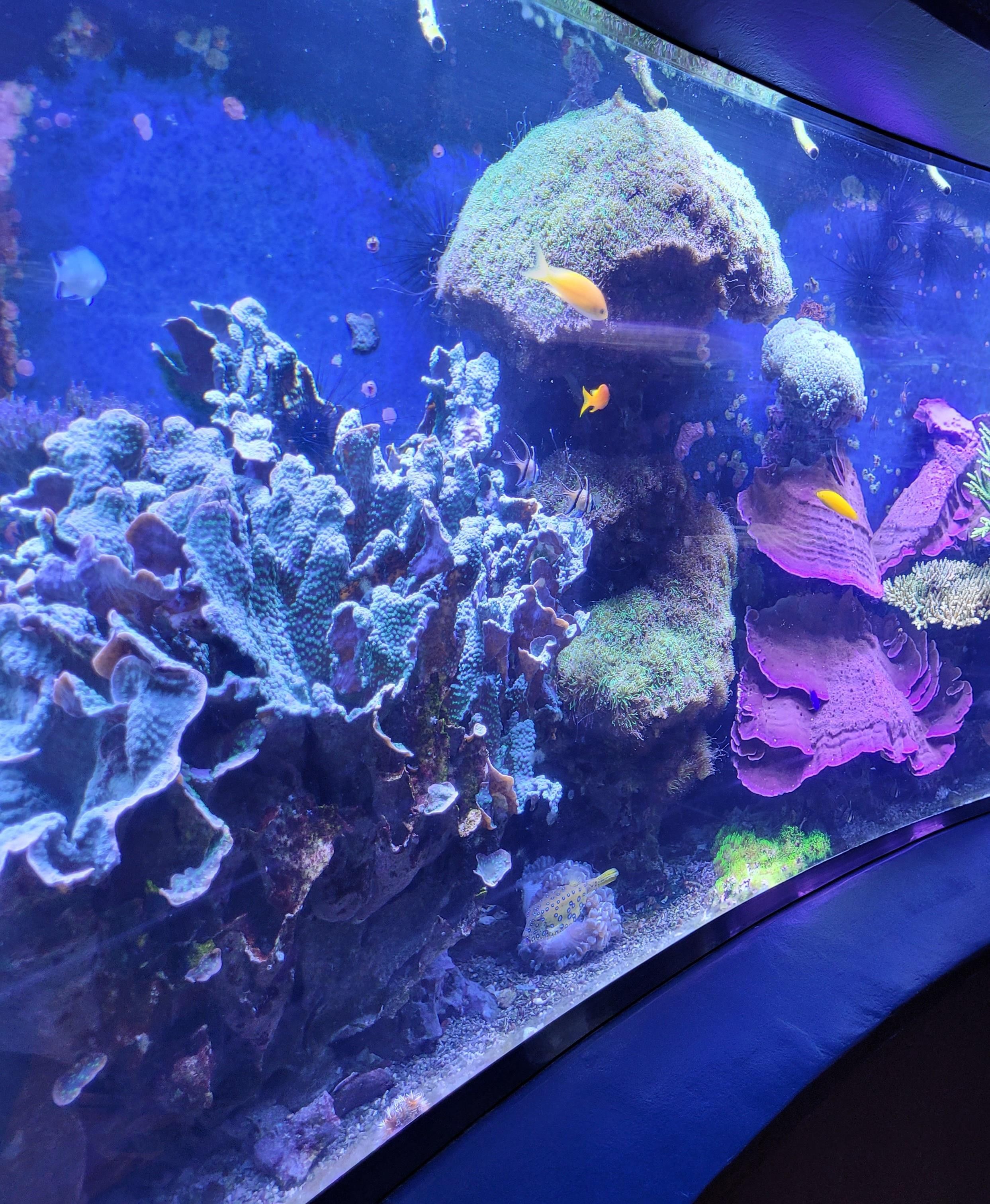 Rond aquarium Aquazoo