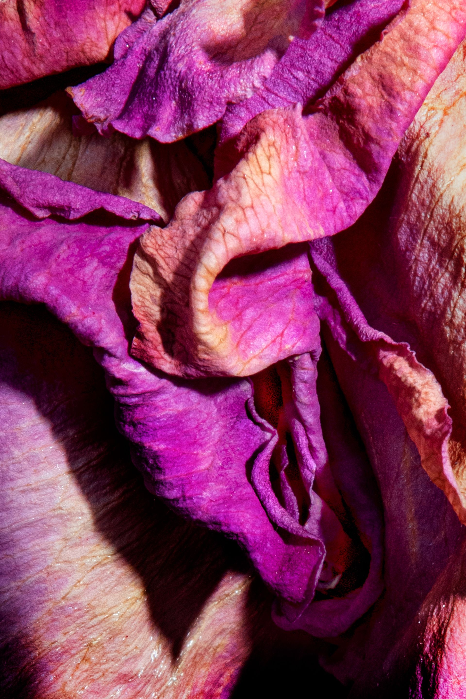 Herlinde Koelbl, zonder titel, uit de cyclus Metamorfosen, 2019-2022, fine art print