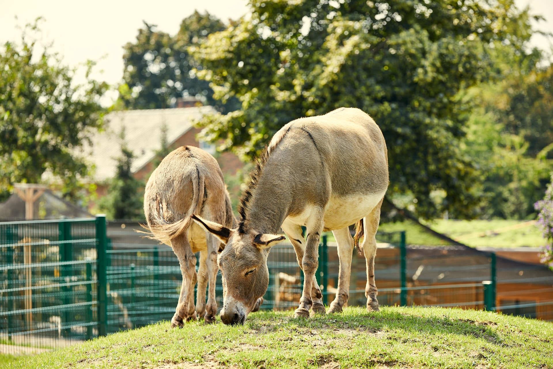 Op de avonturenboerderij van het Four Seasons Park kun je veel dieren bewonderen en aaien. Er zijn ook een aantal ezels