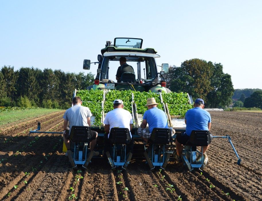 Hof Hagedorn medewerkers planten kool