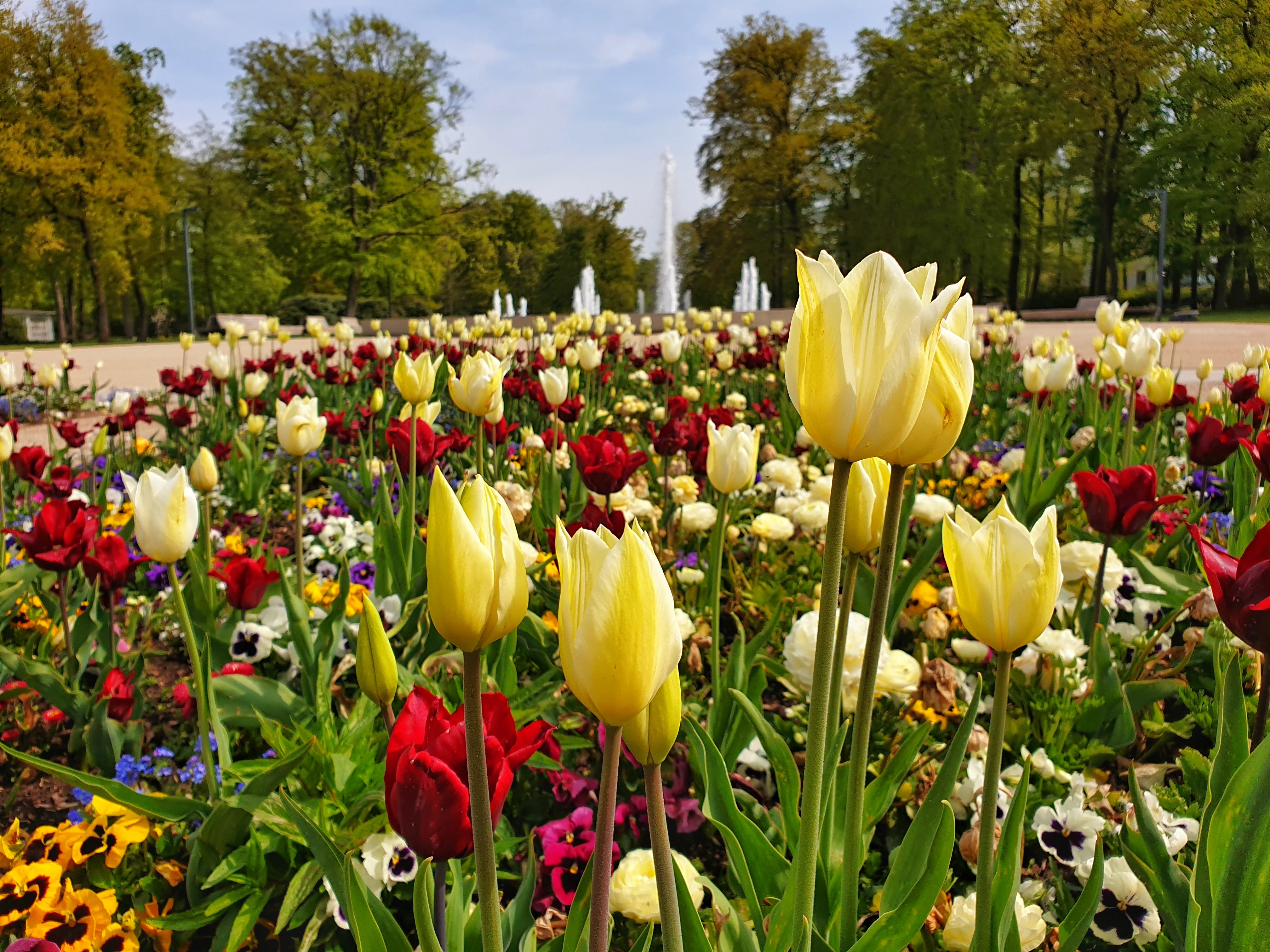 Afhankelijk van het seizoen kunnen gasten zo'n 65.000 tot 70.000 bloemen bewonderen in de perken van het Bad Lippspringe Garden Show Park.
