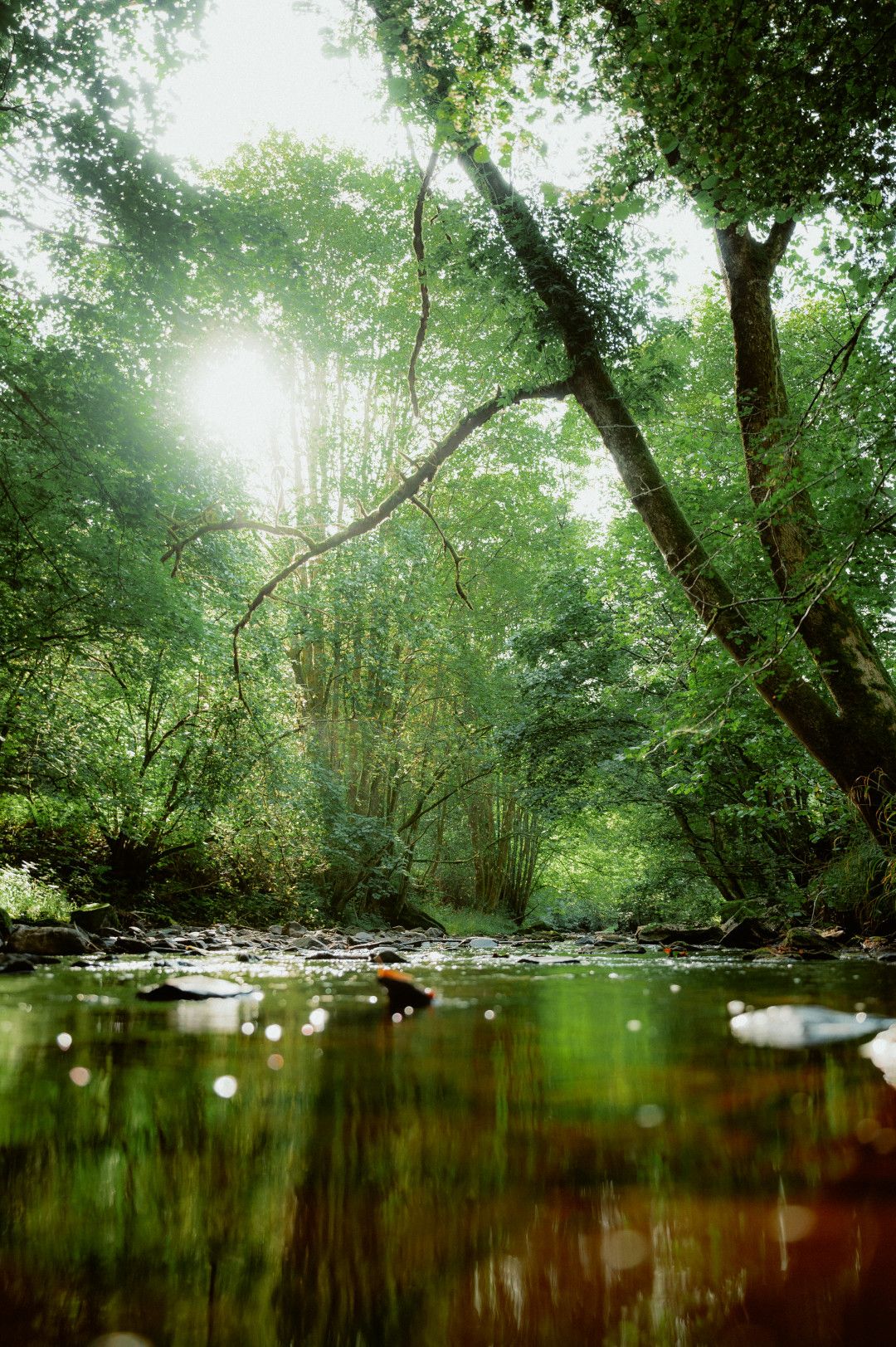 Rur bei Monschau (1) © Johannes Höhn, Tourismus NRW e.V.