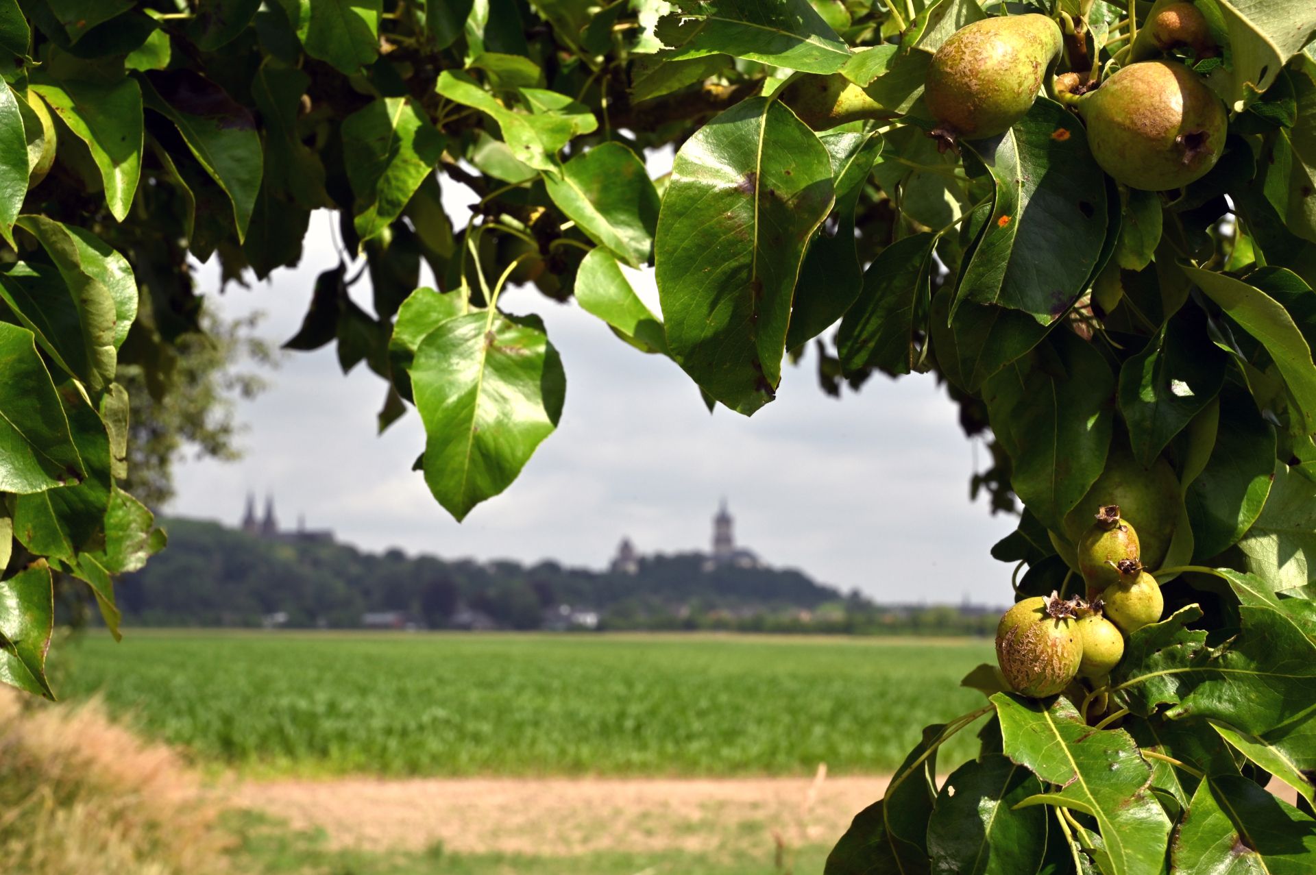 Naar pagina Staatsspektakel Tuin Kleve 2029