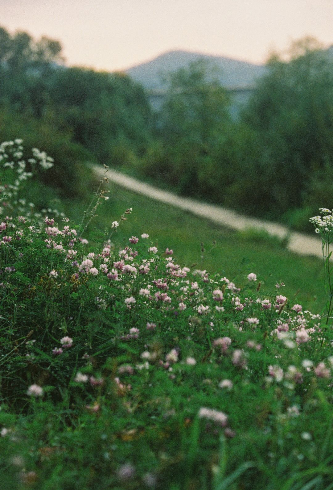 Een pad langs de Rijn, omzoomd door wilde begroeiing en bloemen. Op de achtergrond zijn bomen en een heuvel te zien.