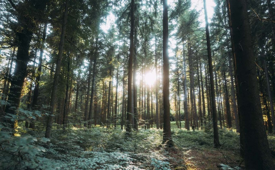 Bos van Aken overspoeld met licht, © Johannes Höhn