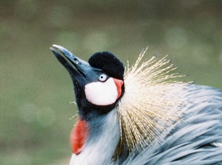 Kroonkraanvogel in de Fauna-dierentuin , © Johannes Höhn