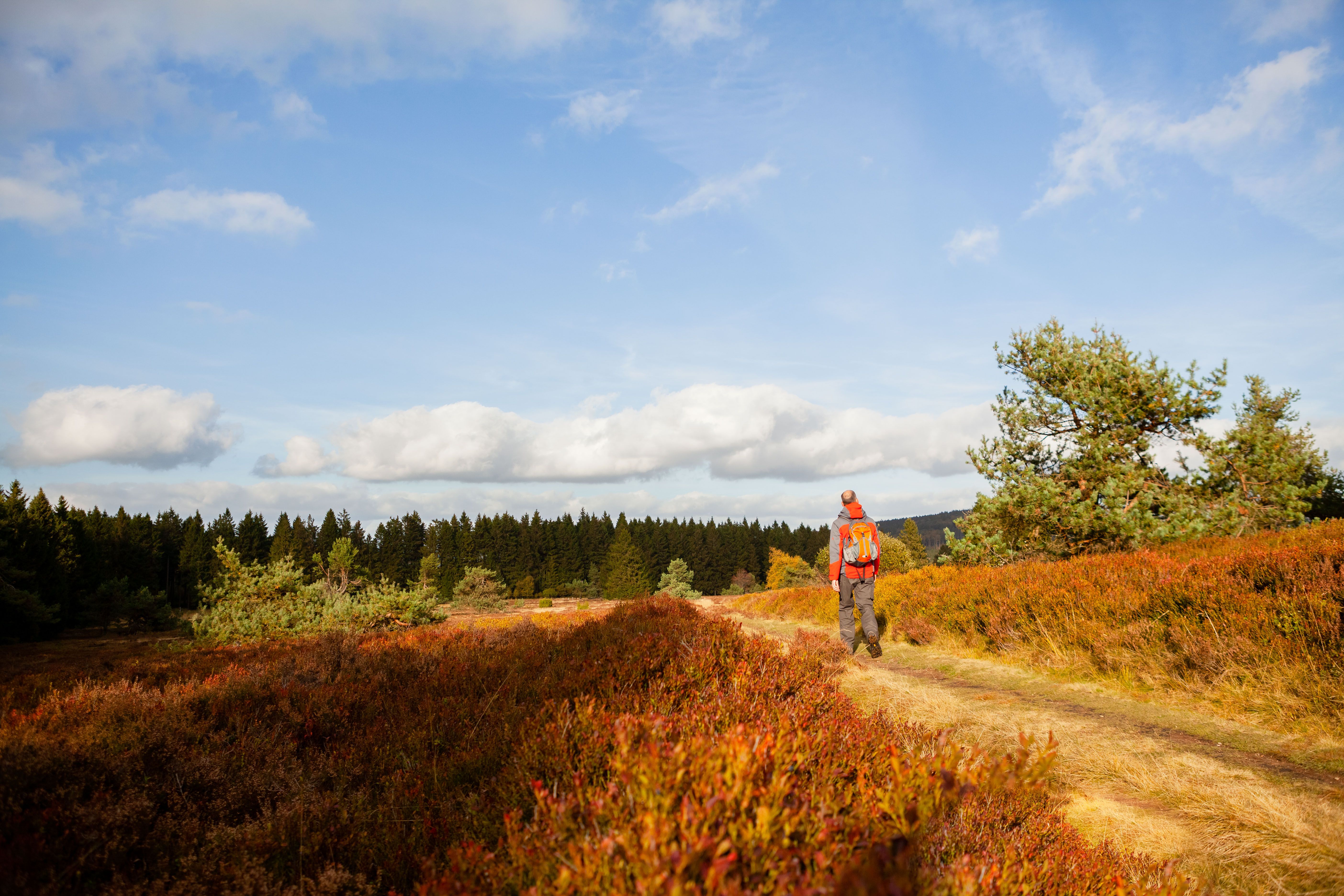 De grootste hooggelegen heide in Noordrijn-Westfalen in het natuurreservaat "Neuer Hagen" biedt natuurbelevenissen op een hoogte van meer dan 800 meter.