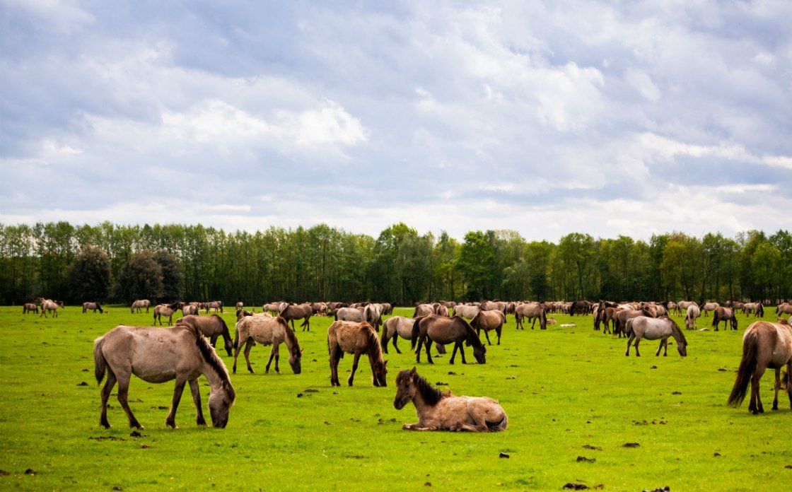 Kudde wilde paarden uit Dülmen, © Tourismus NRW e.V. 
