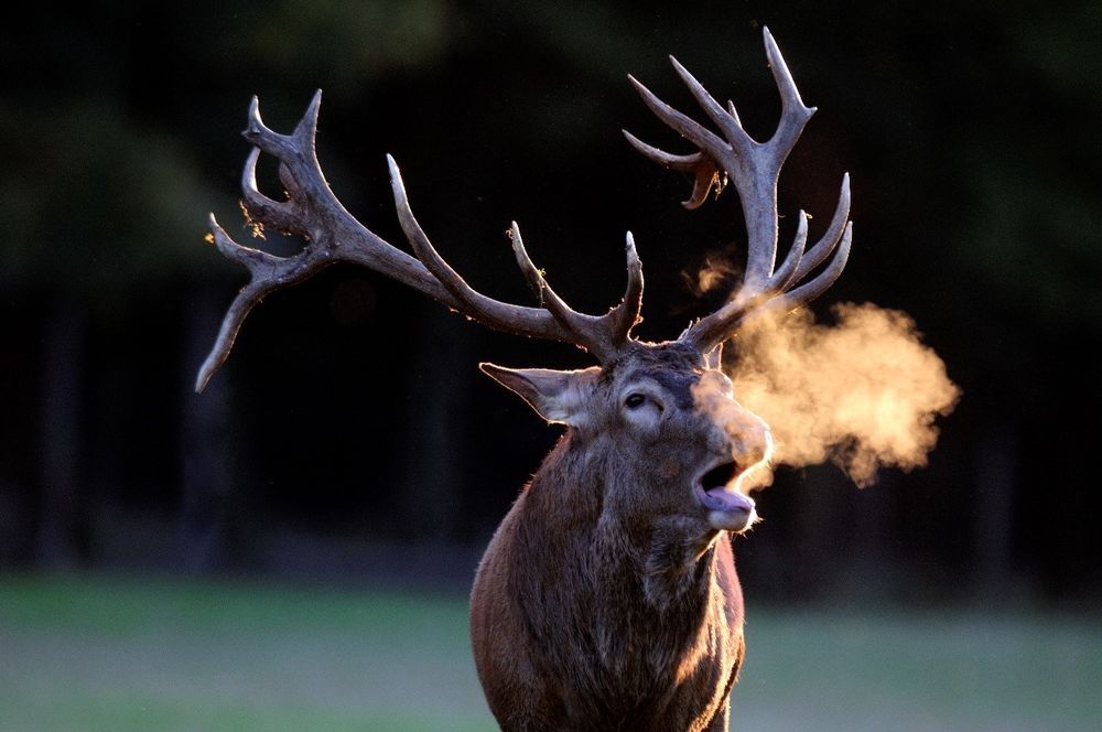 Röhrender Hirsch im Wildwald Vosswinkel