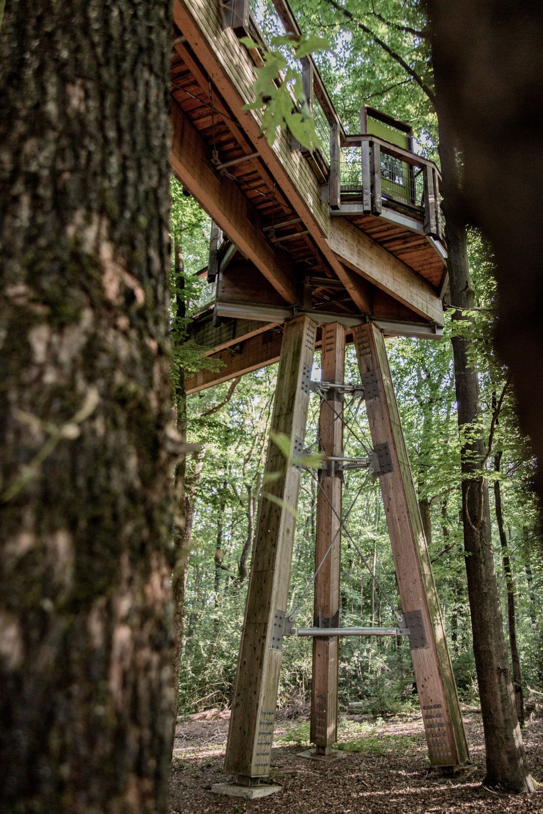 Panarbora Kikkerperspectief Boomkroonpad