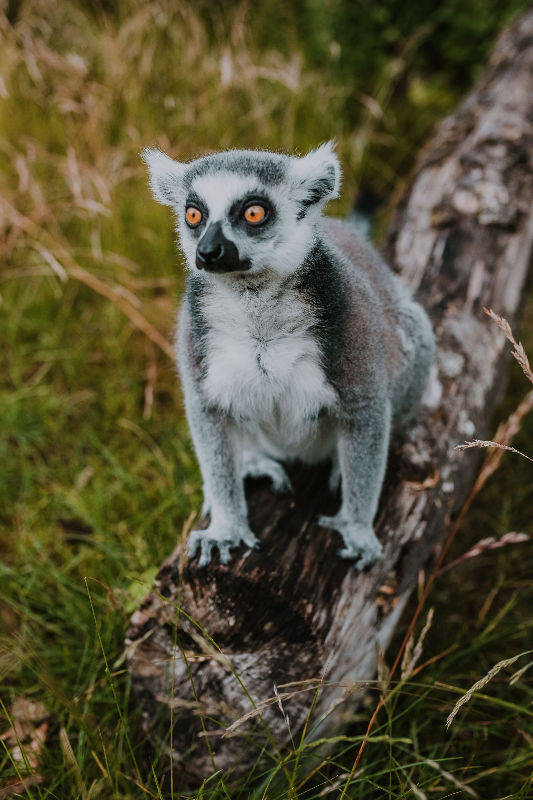 Calico's in de dierentuin en het fossielenmuseum van Bochum