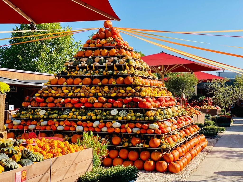Naar pagina Pompoenfeest op het Gertrudenhof