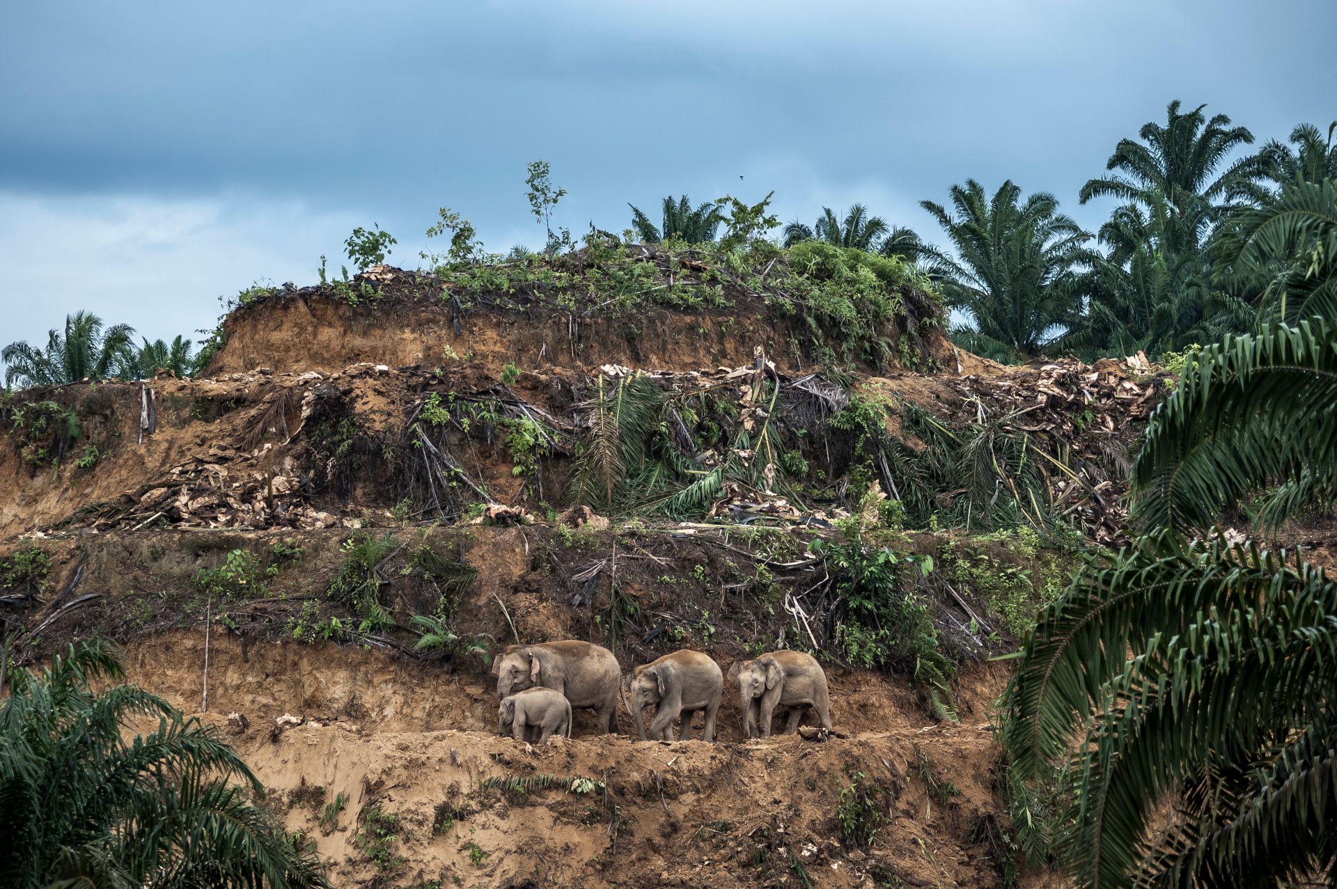 Aaron 'Bertie' Gekoski, olifantenpalmolieplantage Borneo