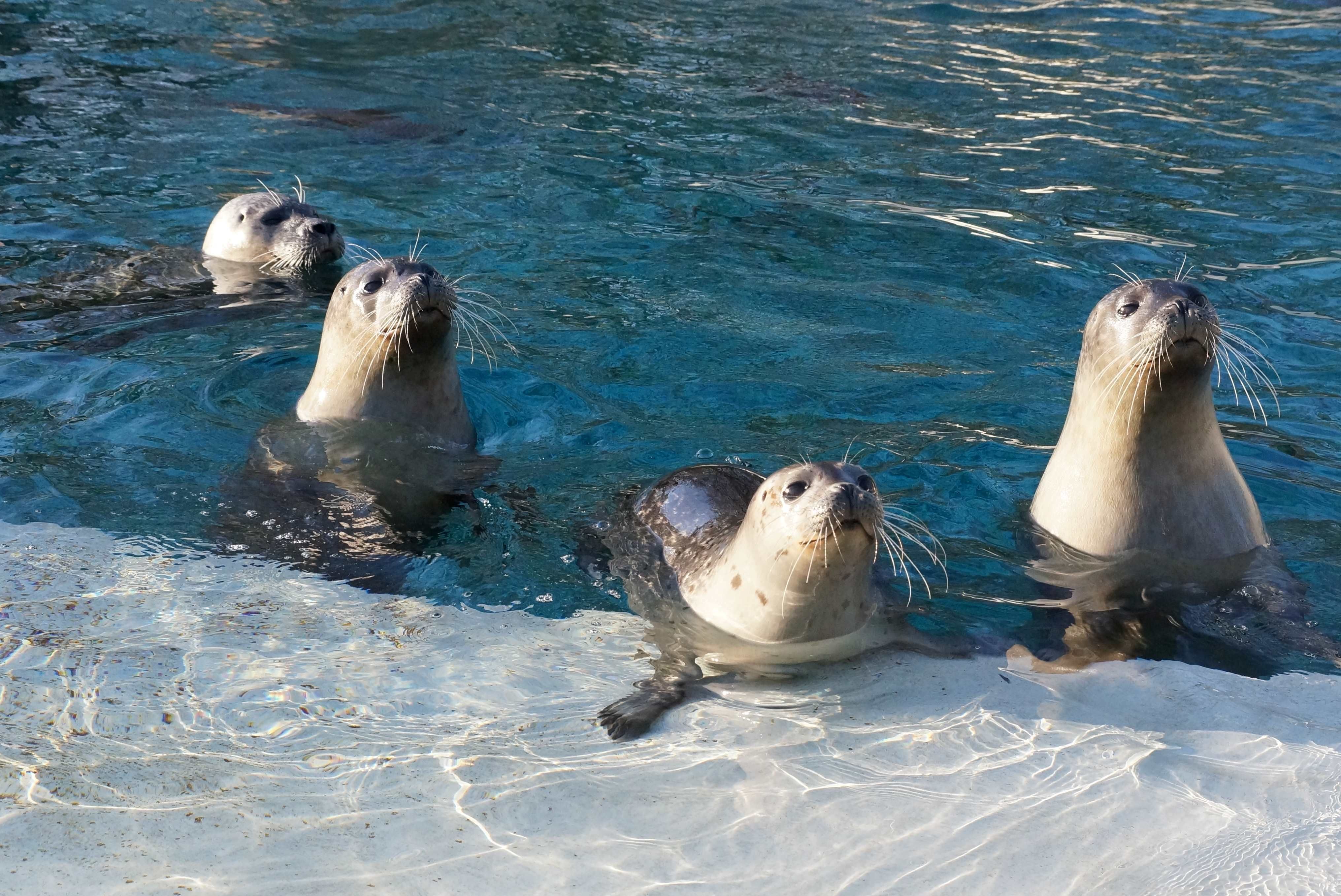 Zeehonden in de dierentuin en het fossielenmuseum van Bochum