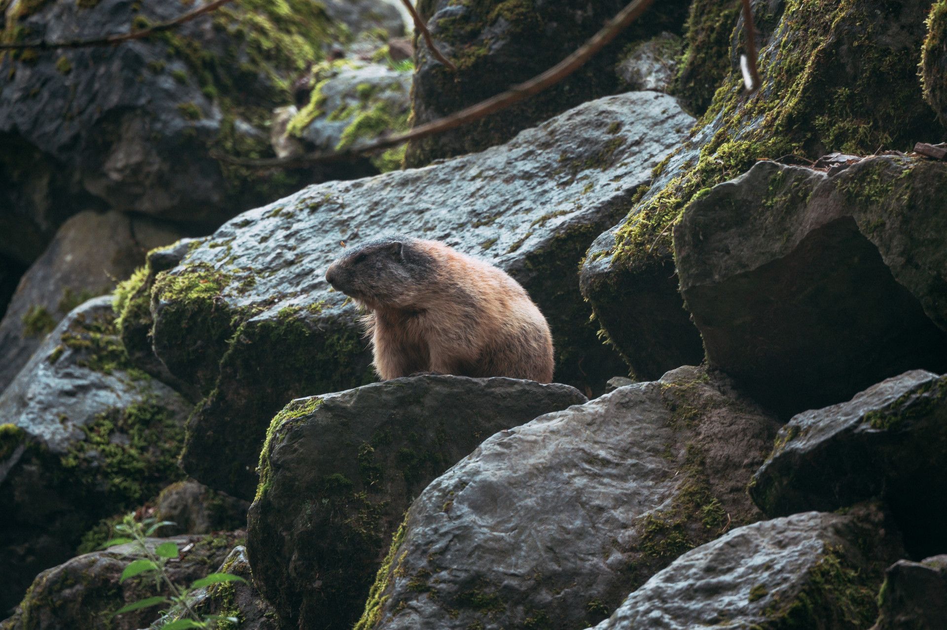 Marmot in dierentuin Olderdissen, Bielefeld